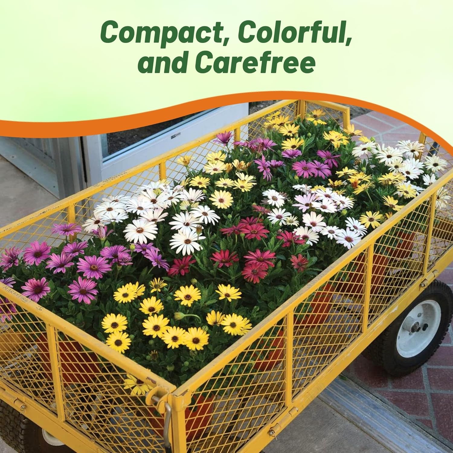 Osteospermum Grand Canyon Flower Mix