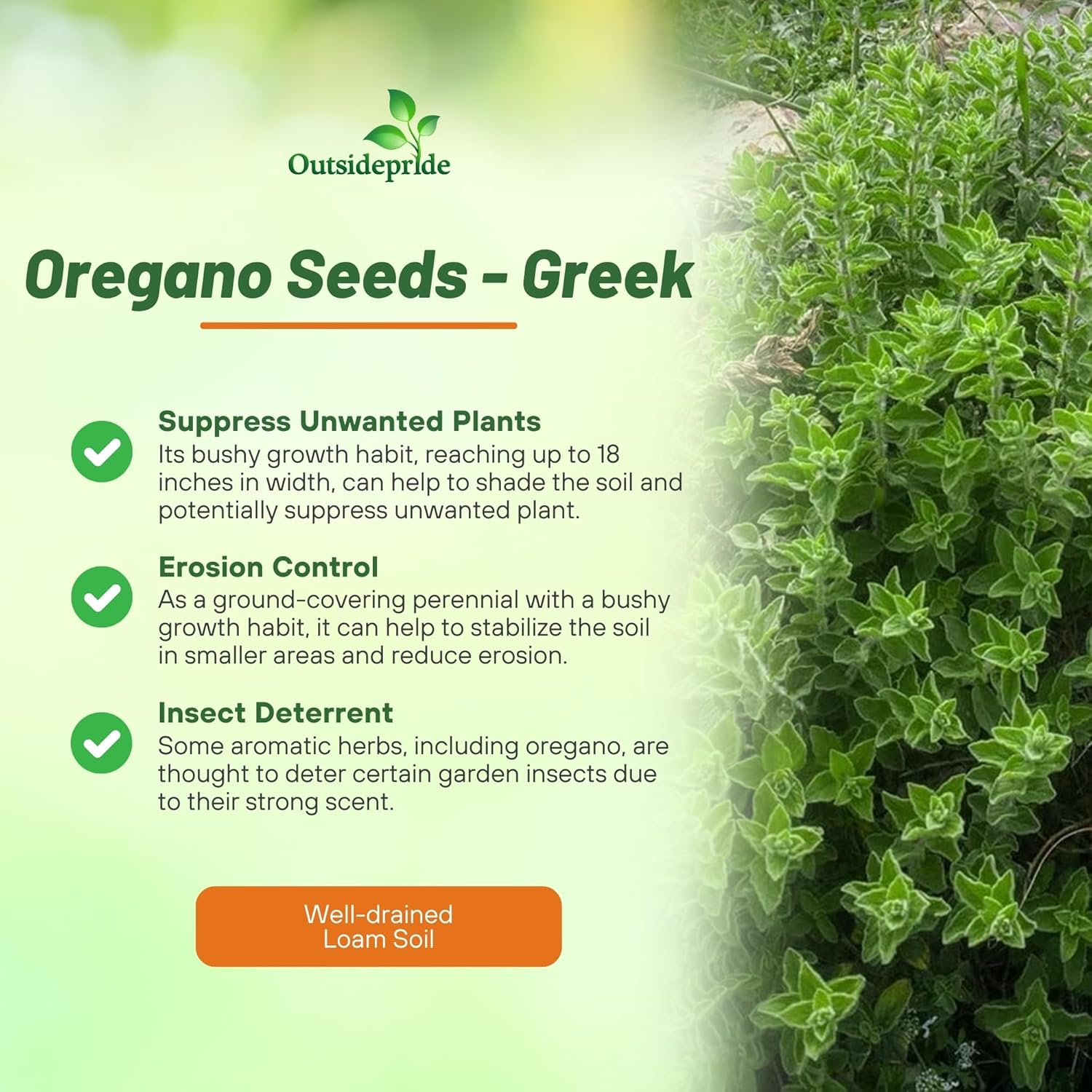 Greek Oregano Herb Garden Plants