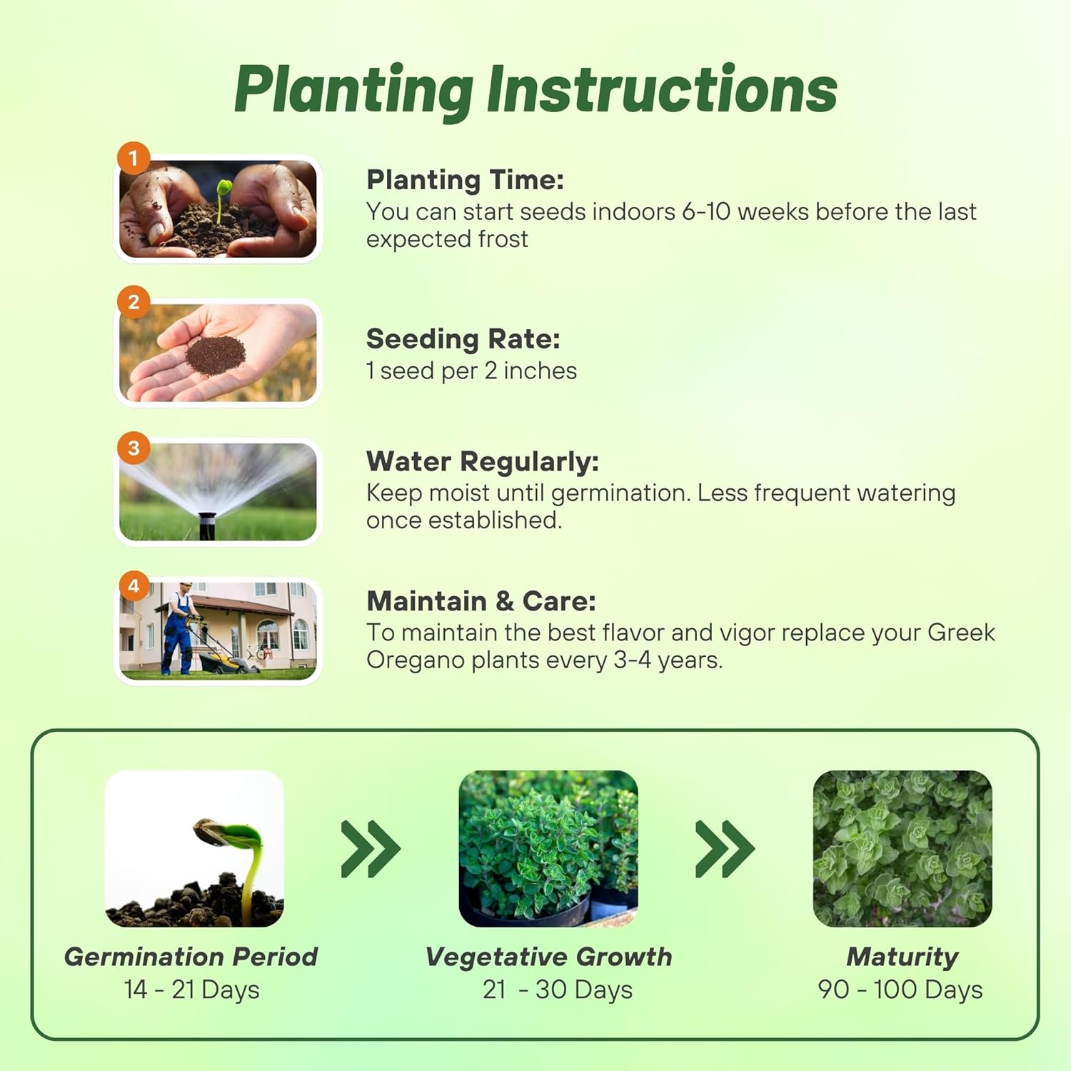 Greek Oregano Herb Seed Planting Directions