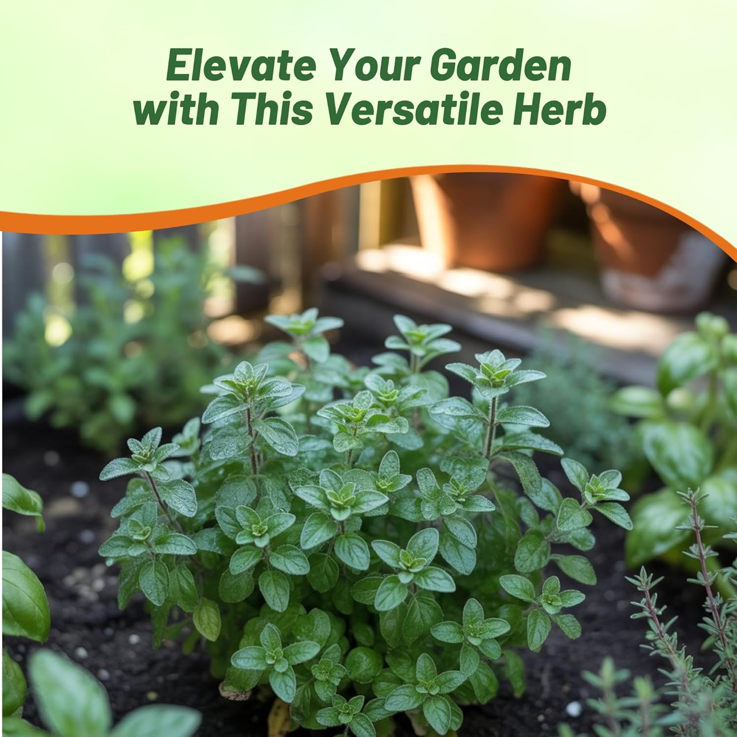 Aromatic Green Oregano Culinary Herb