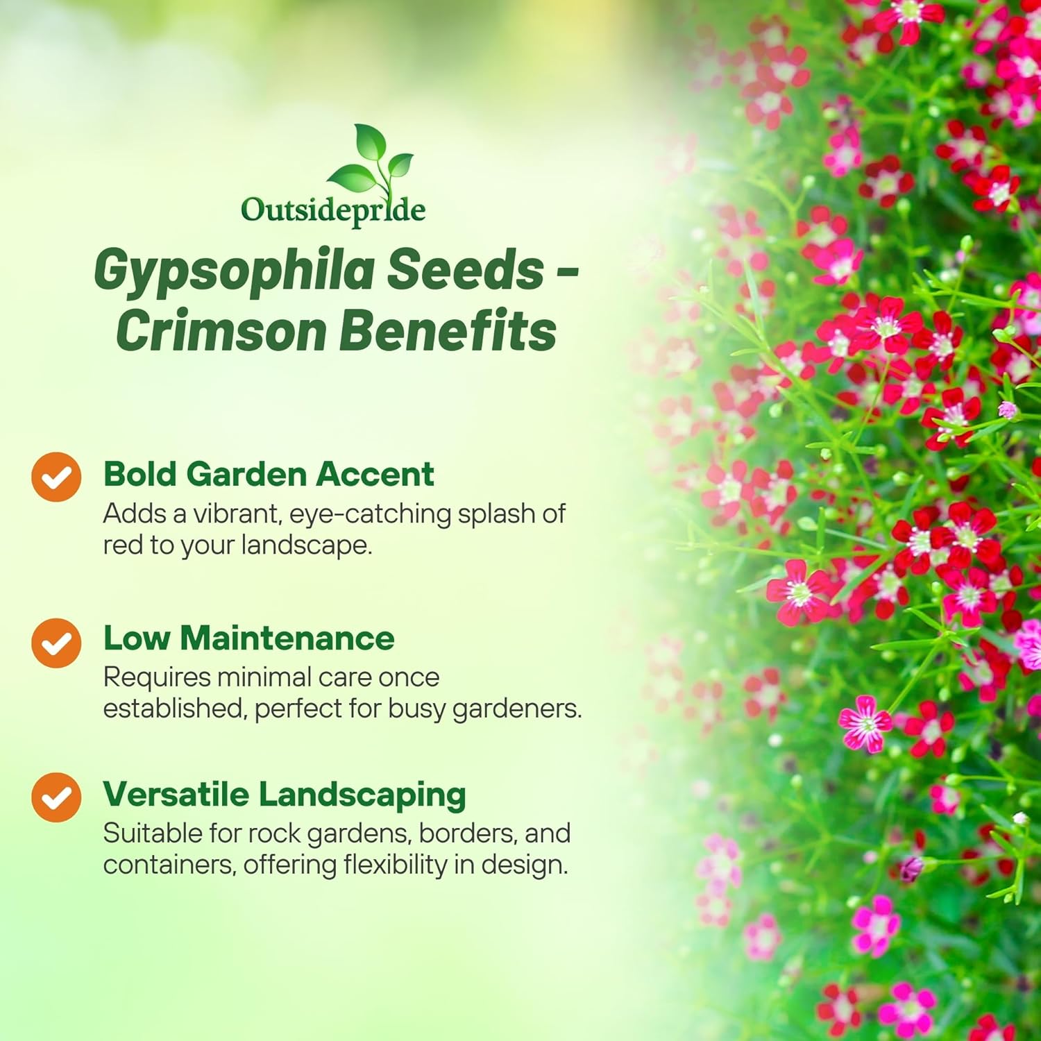 Baby's Breath Crimson Garden Flowers