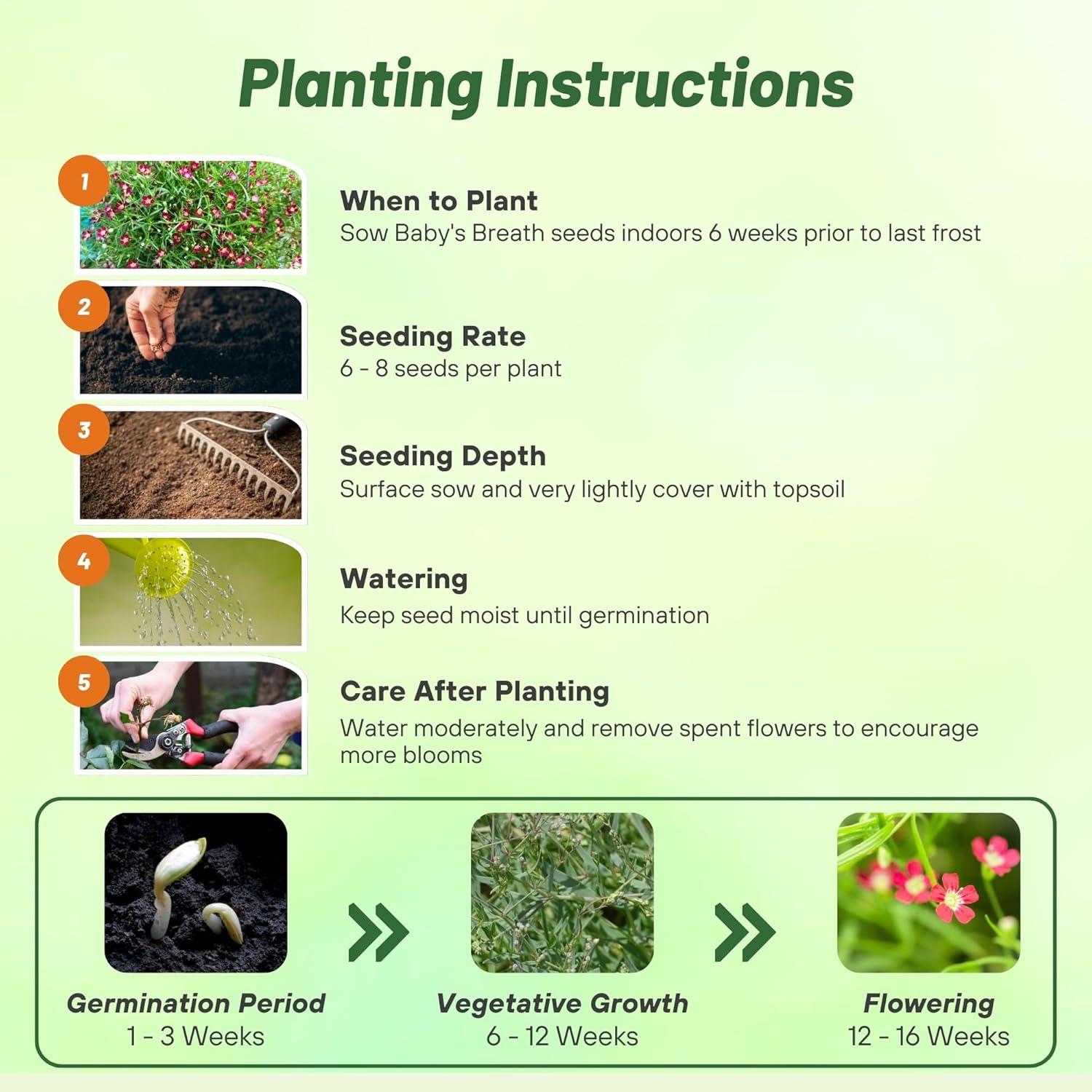 Gypsophila Crimson Seed Planting Directions