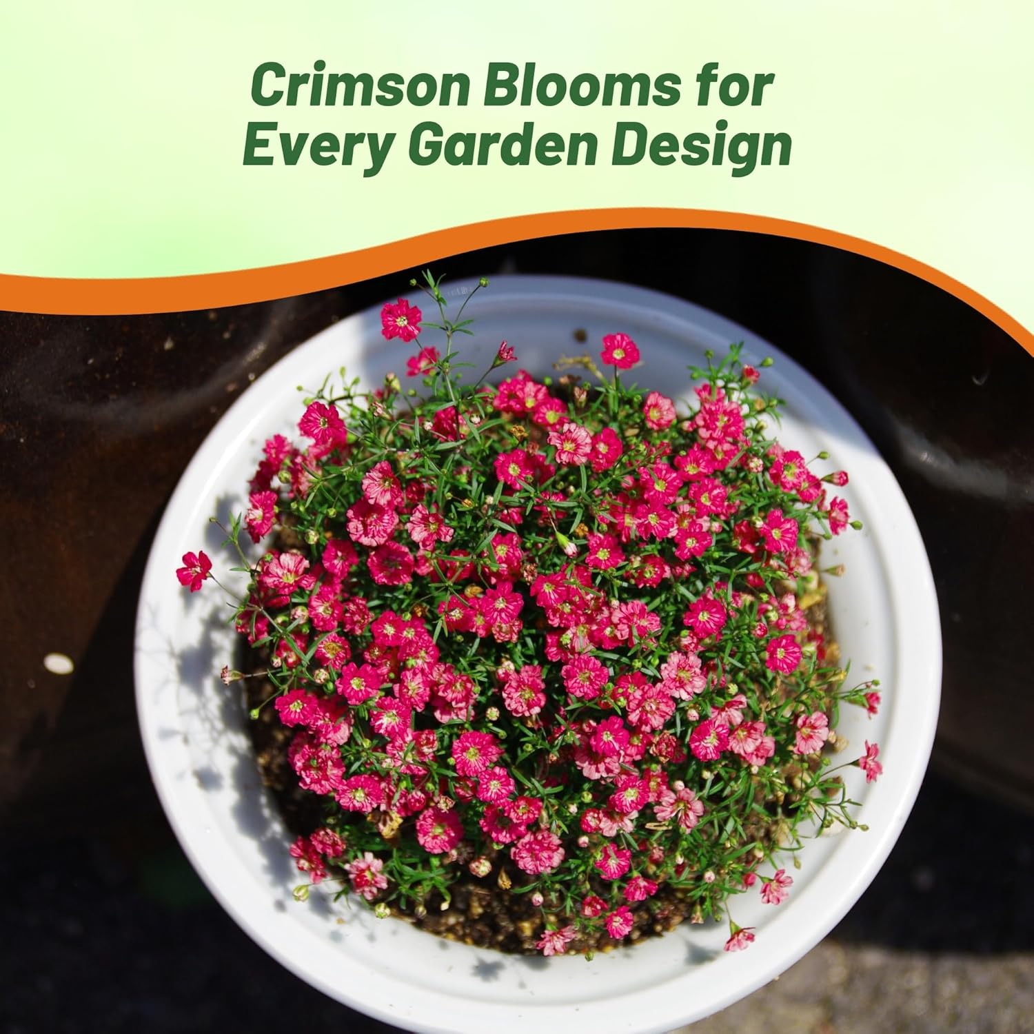 Annual Gypsophila Crimson Baby's Breath