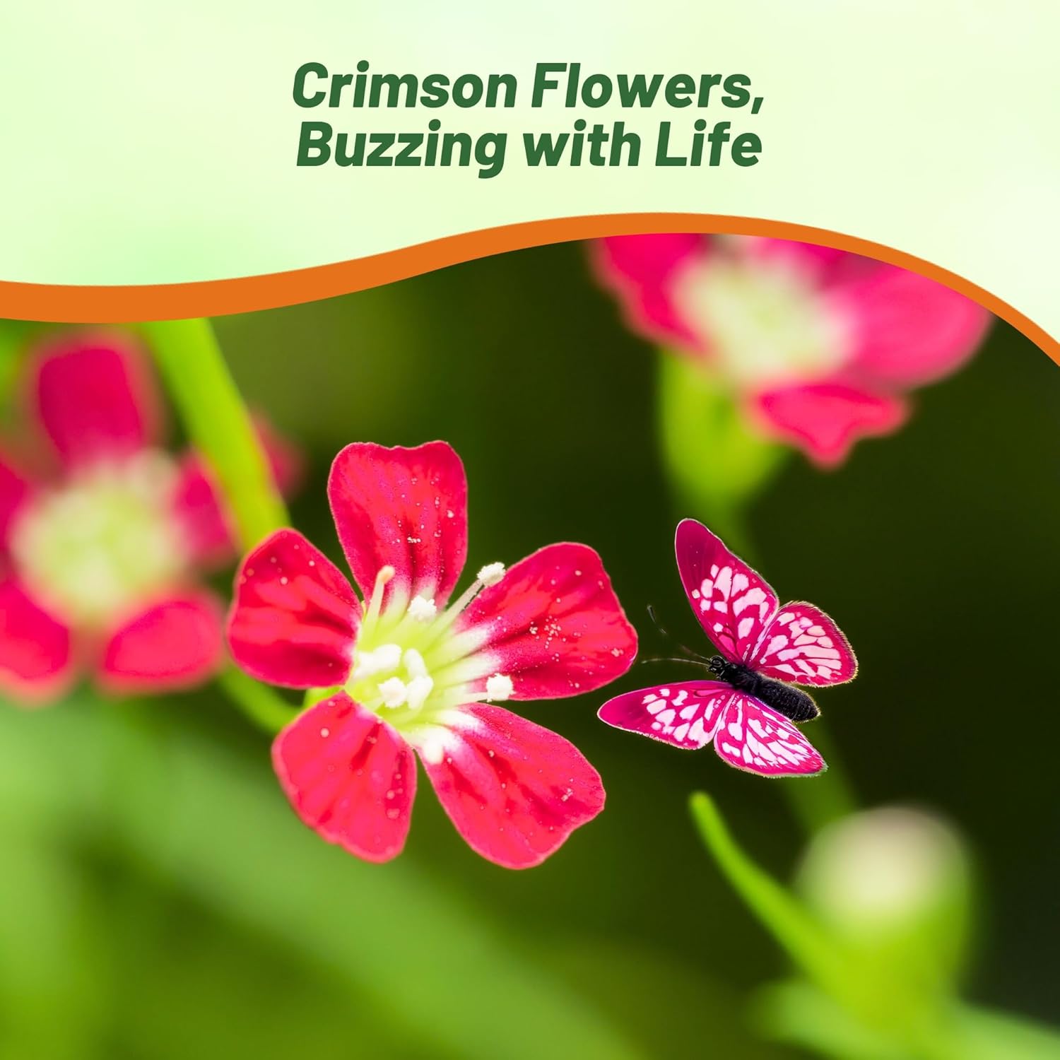 Gypsophila Crimson Ground Cover