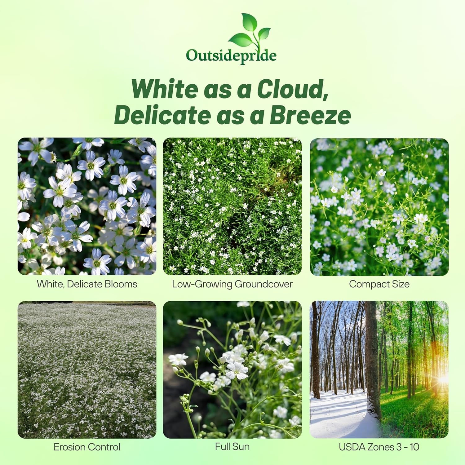 Gypsophila Repens White Flowers