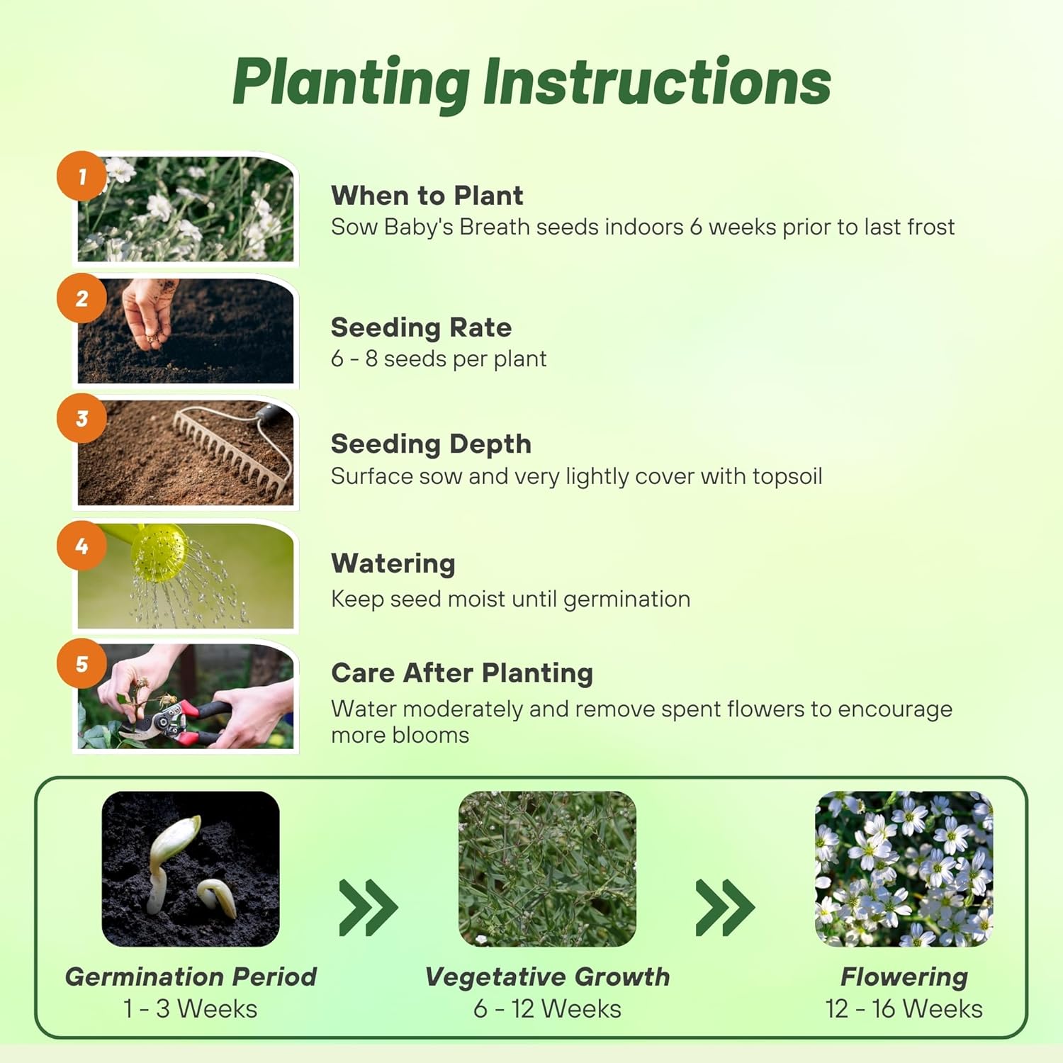 Gypsophila White Seed Planting Directions