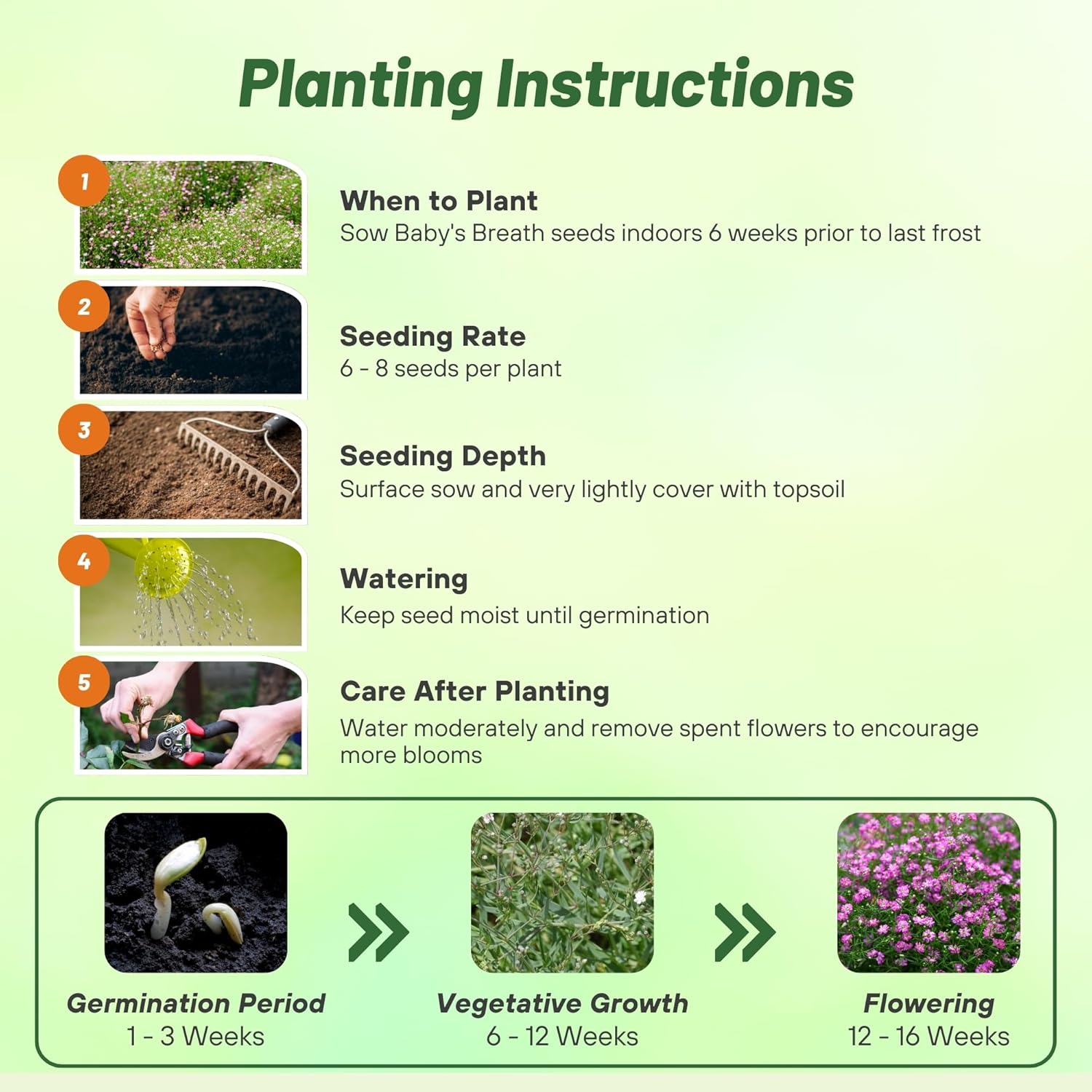 Gypsophila Rose Seed Planting Directions