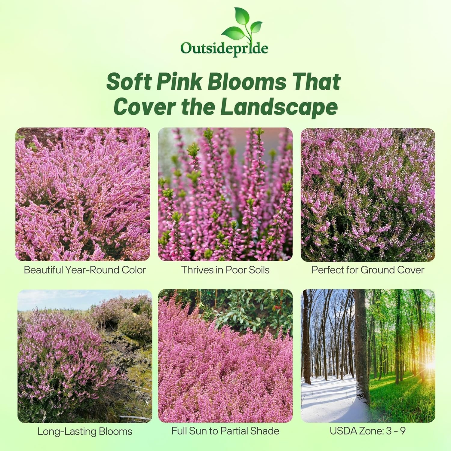 Calluna Vulgaris Heather