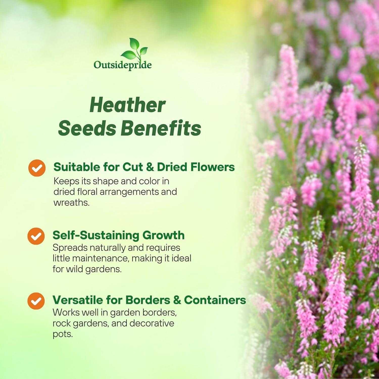 Scoth Heather Garden Flowers