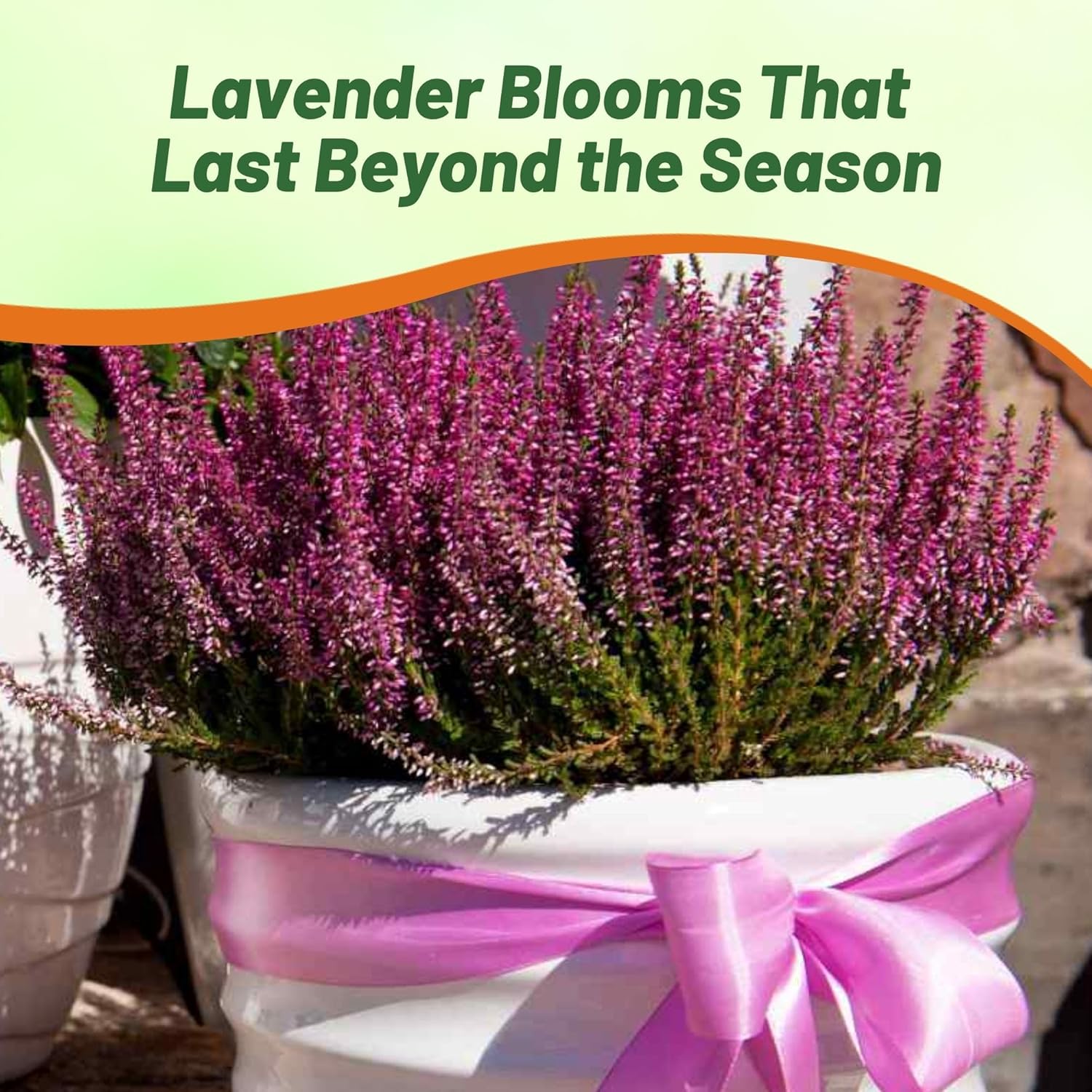 Drought Tolerant Heather Plants