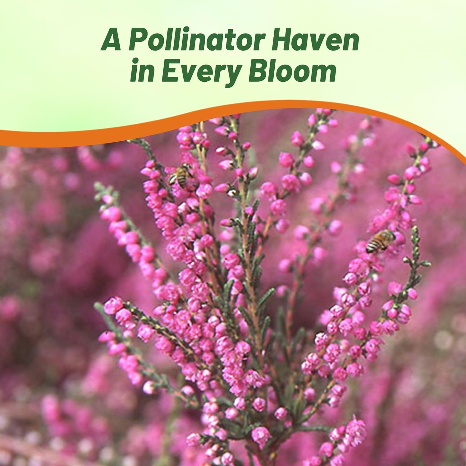 Heather Heat Tolerlant Shrubs