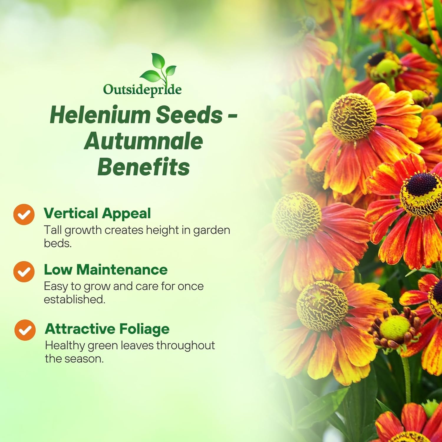 Helenium Autumnale Garden Flowers