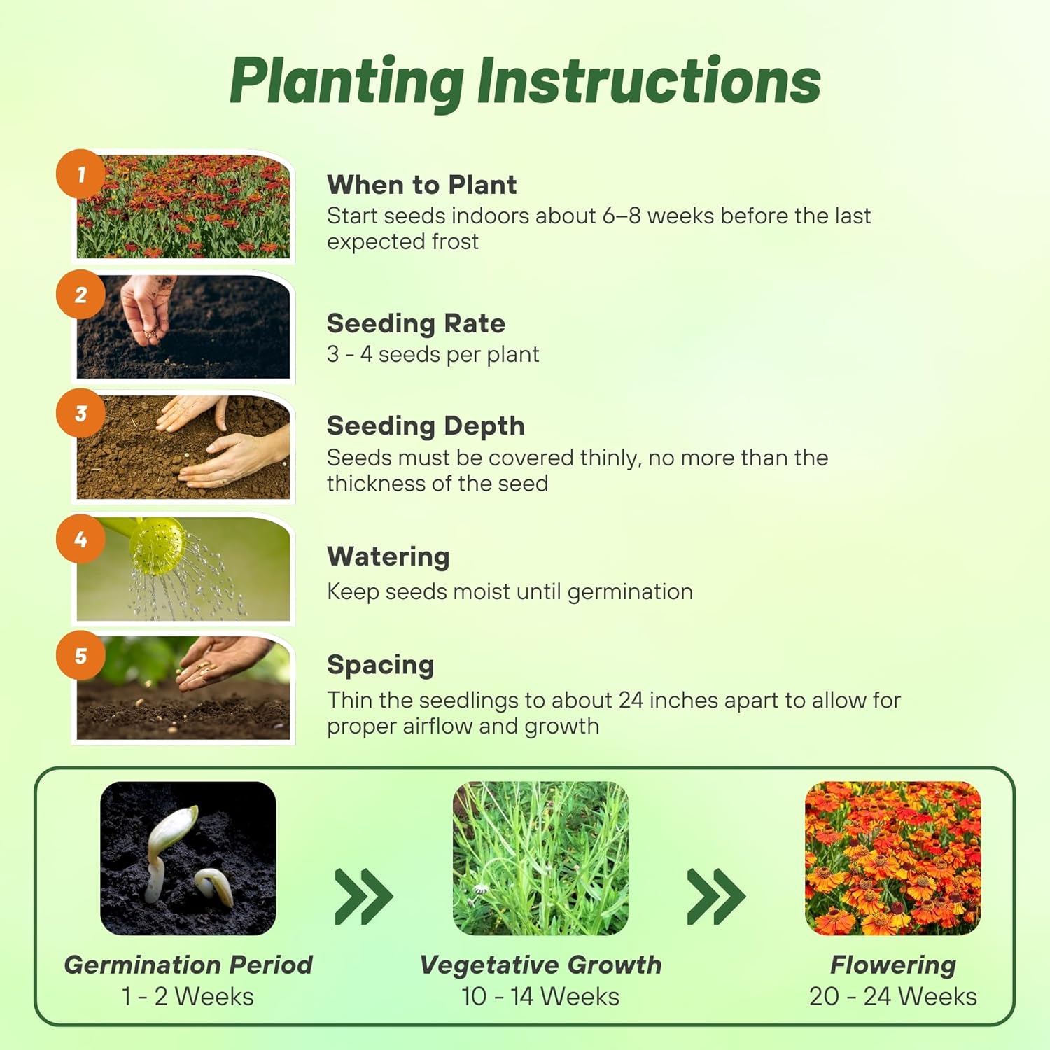 Helenium Autumnale Flower Seed Planting Directions