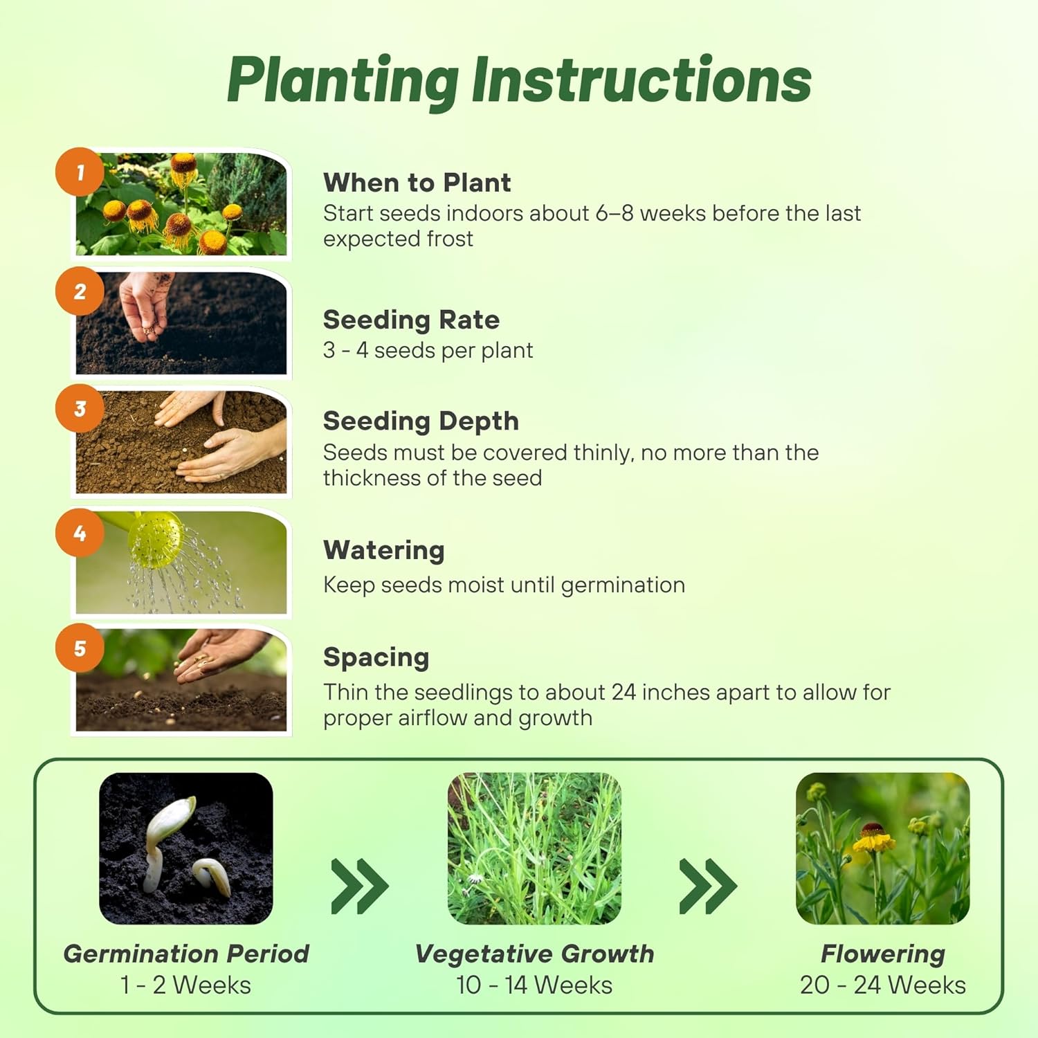 Helenium Hoopesii Flower Seed Planting Directions