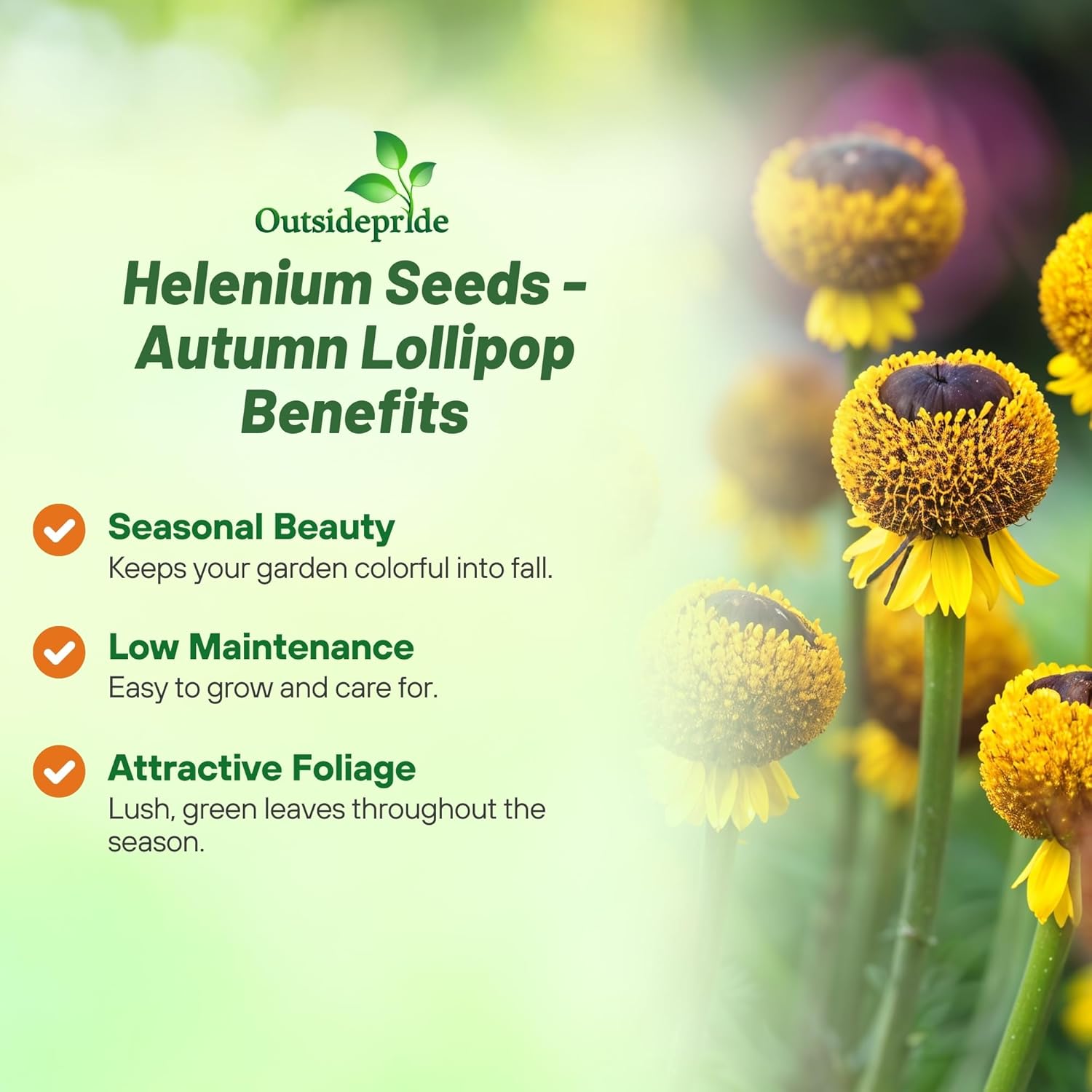 Helenium Autumn Lollipop Garden Flowers