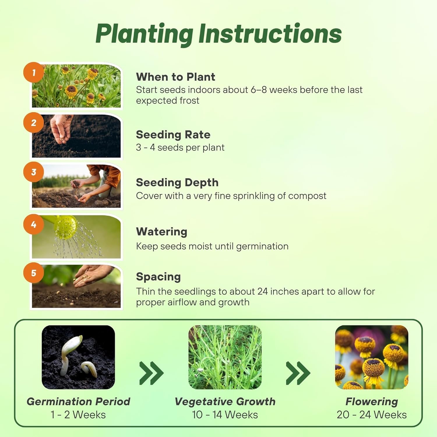 Helenium Lollipop Flower Seed Planting Directions