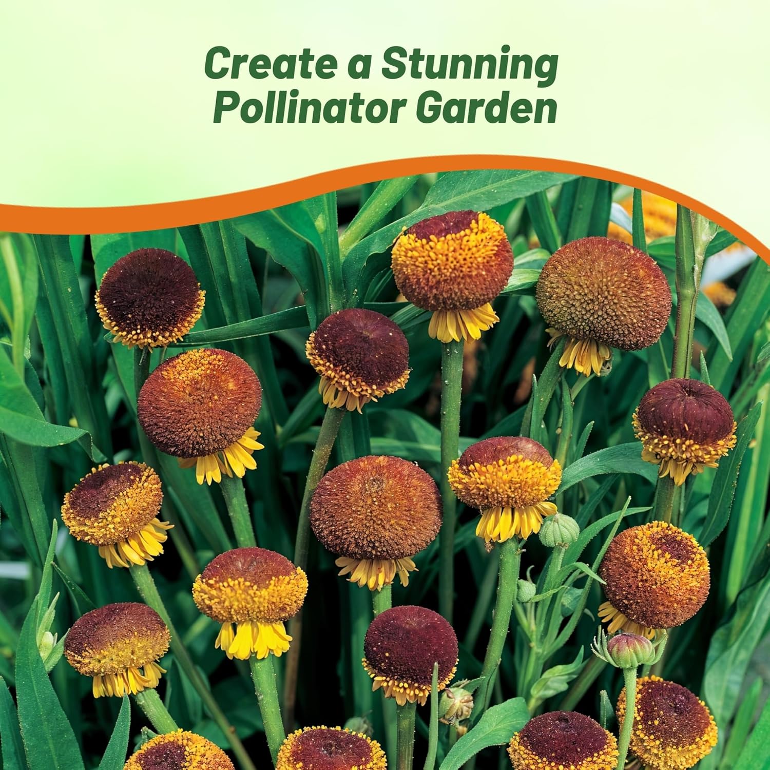 Helenium Lollipop Cut Flowers
