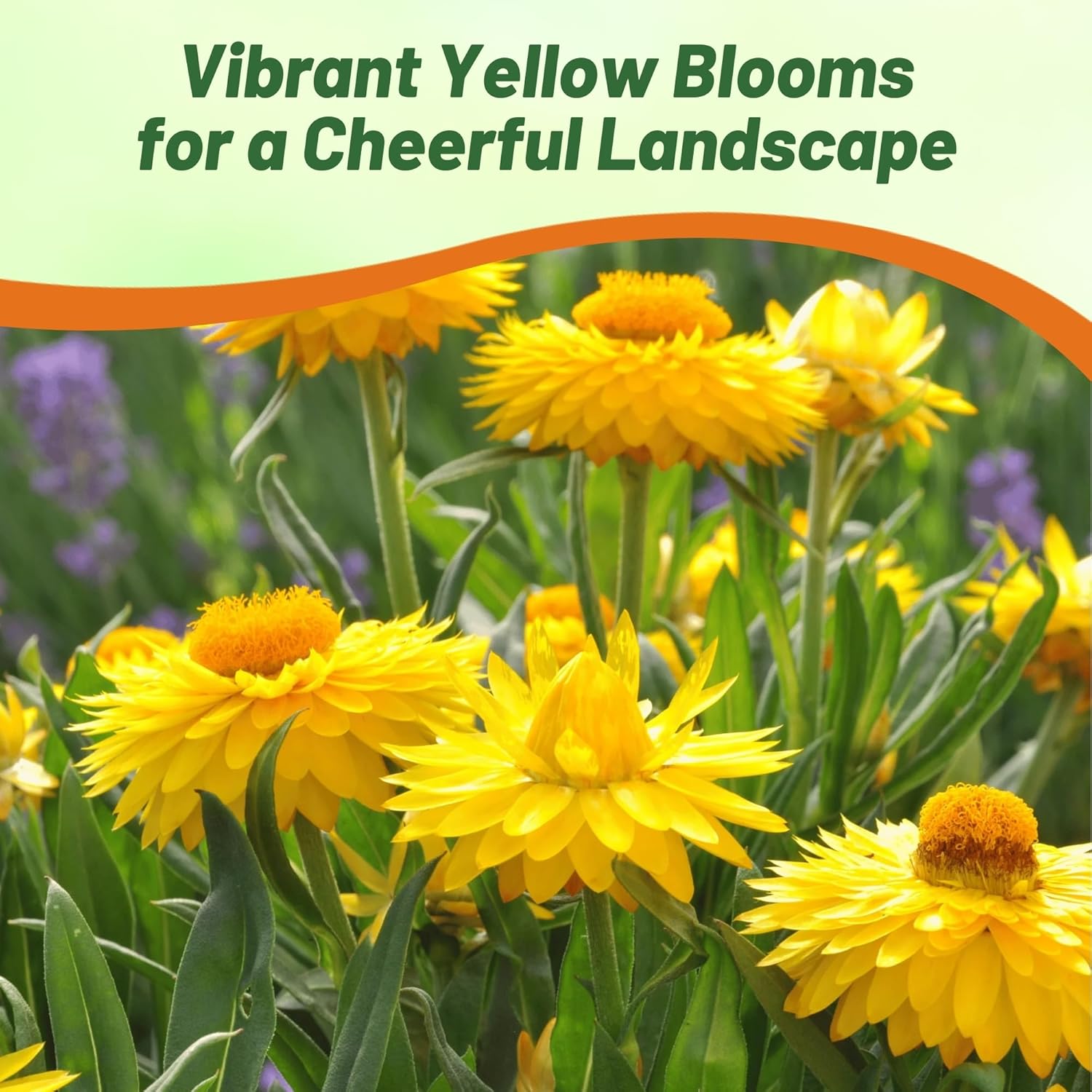 Helichrysum Yellow Flower Bouquet