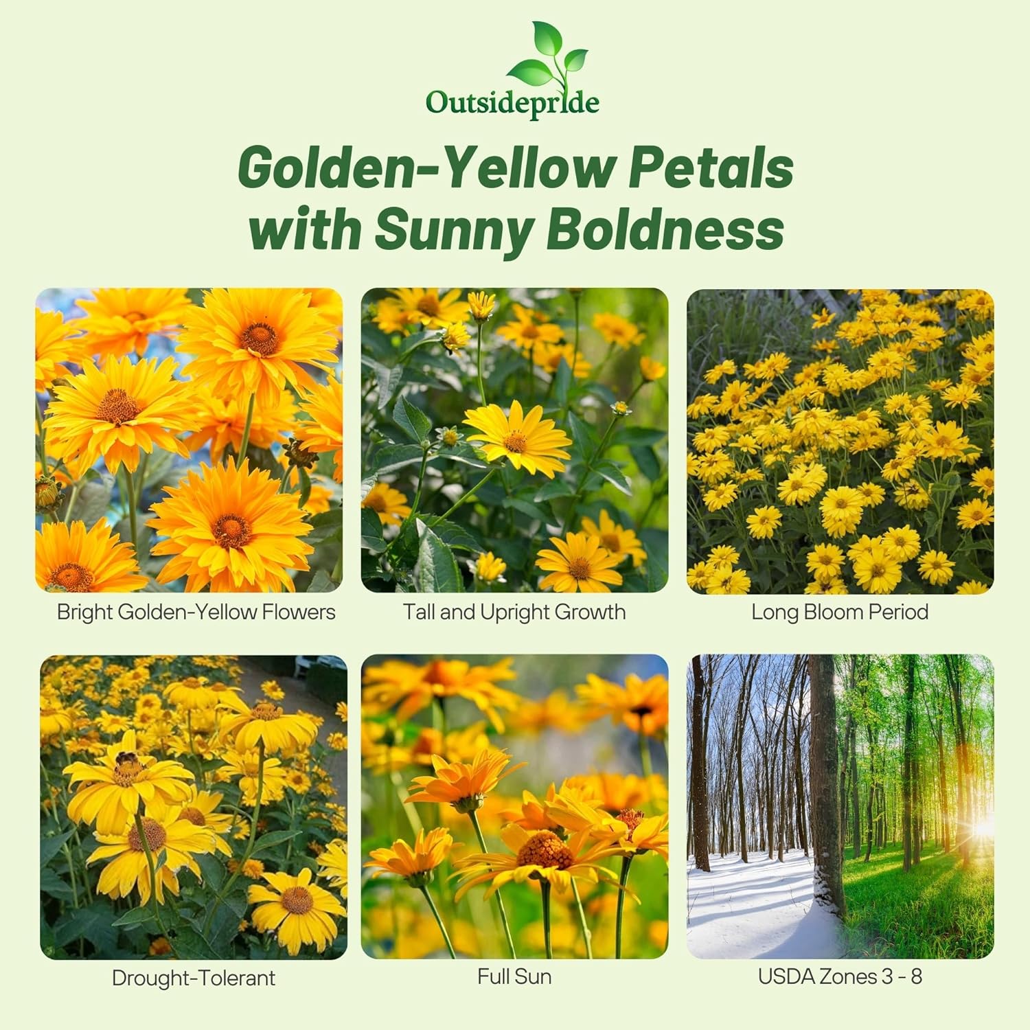 Heliopsis Scabra Summer Sun Flowers