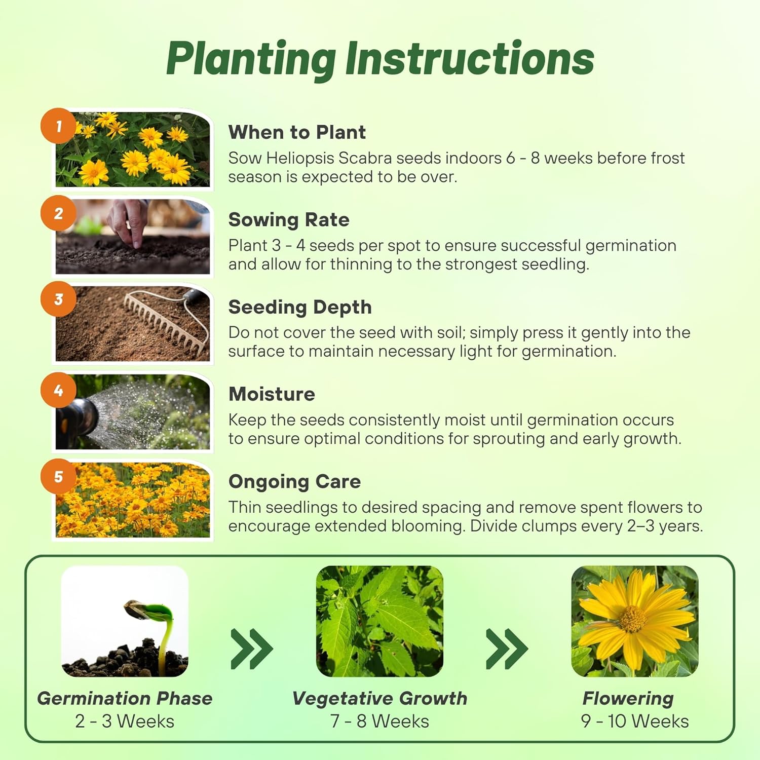 Heliopsis Flower Seed Planting Directions