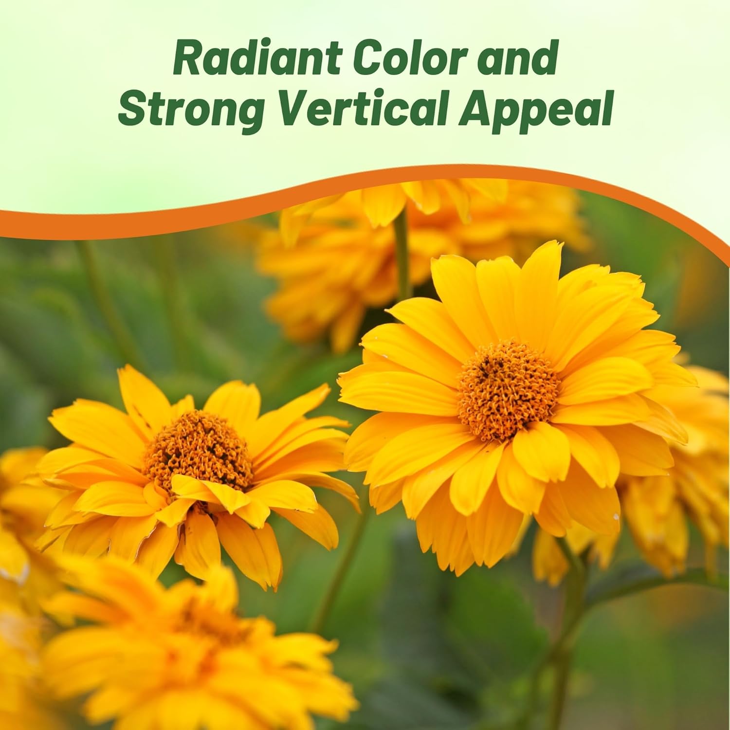 Heliopsis Tall Cut Flowers