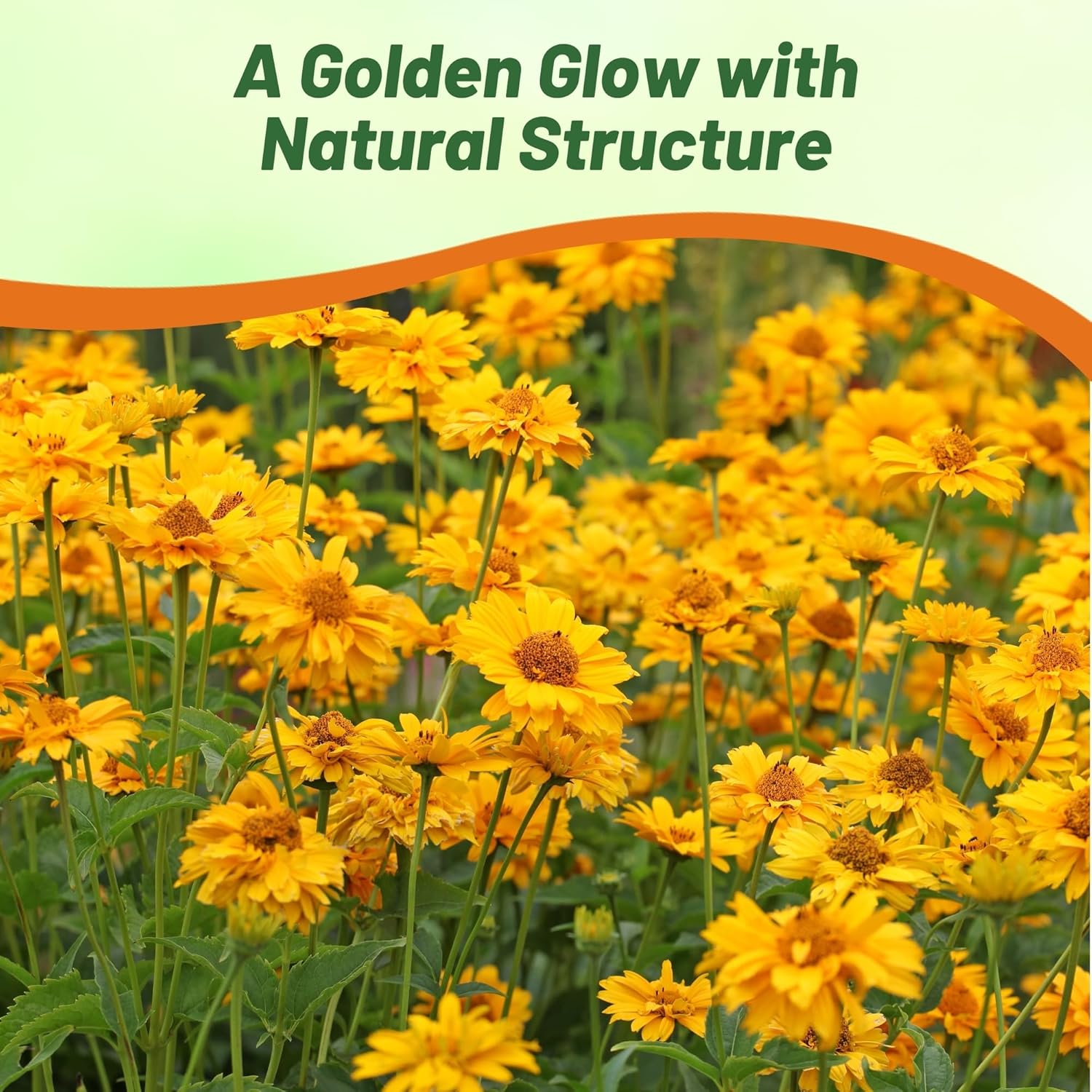 Heliopsis Ox-Eye Sunflower Pollinating Flowers