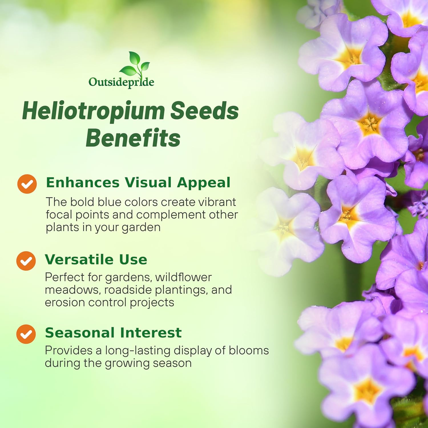 Heliotropium Vanilla Scented Plants