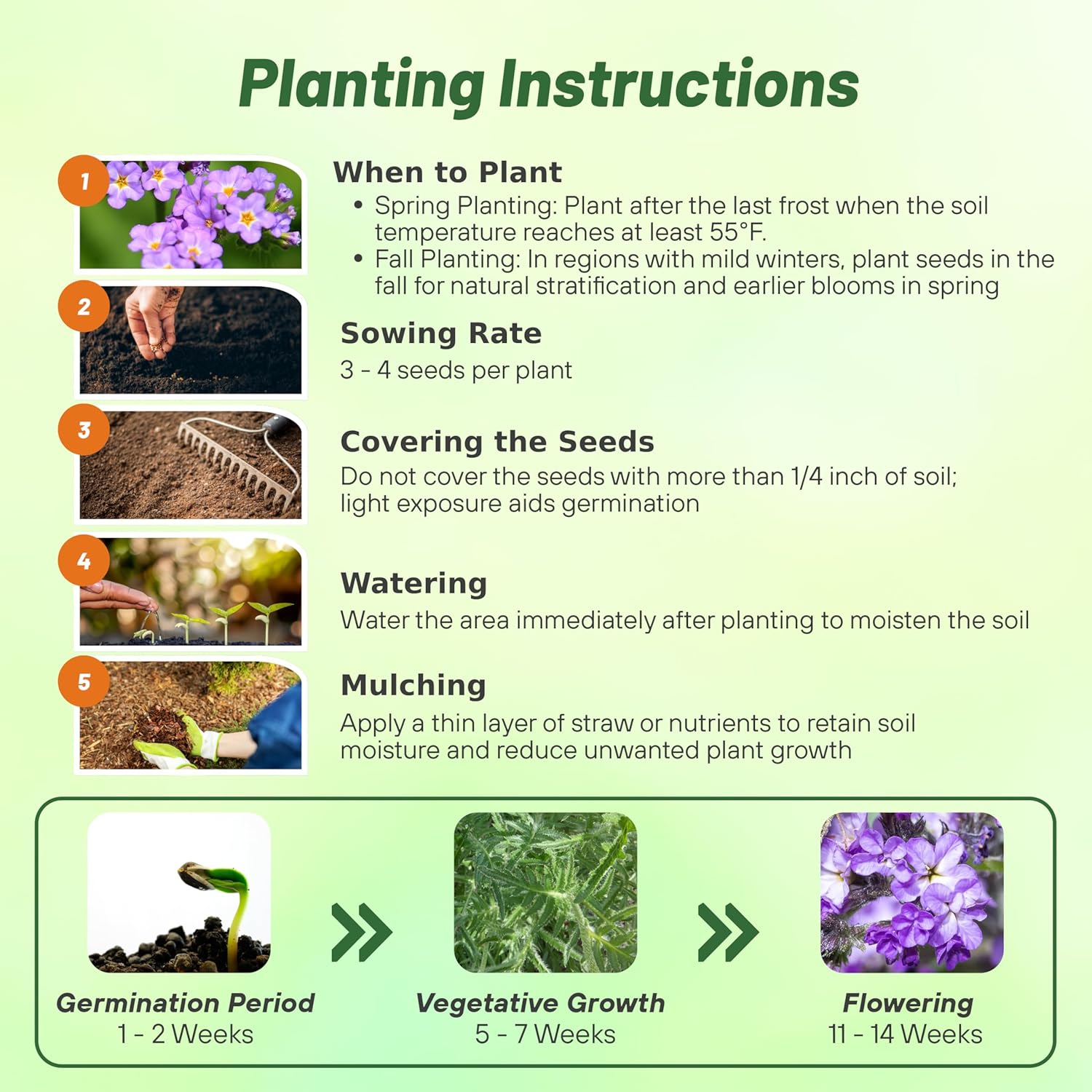 Heliotrope Flower Seed Planting Directions