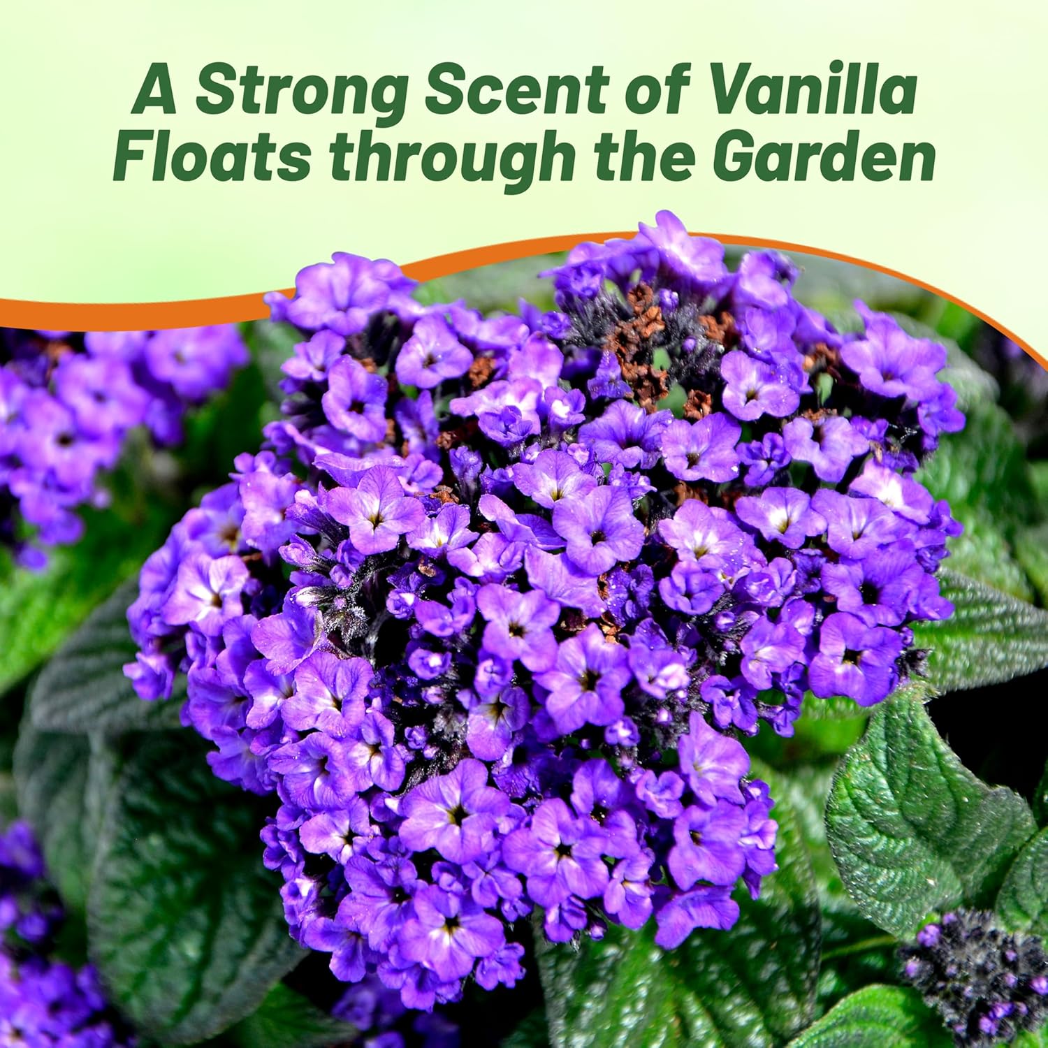 Fragrant Heliotropium Cherry Pie Plant