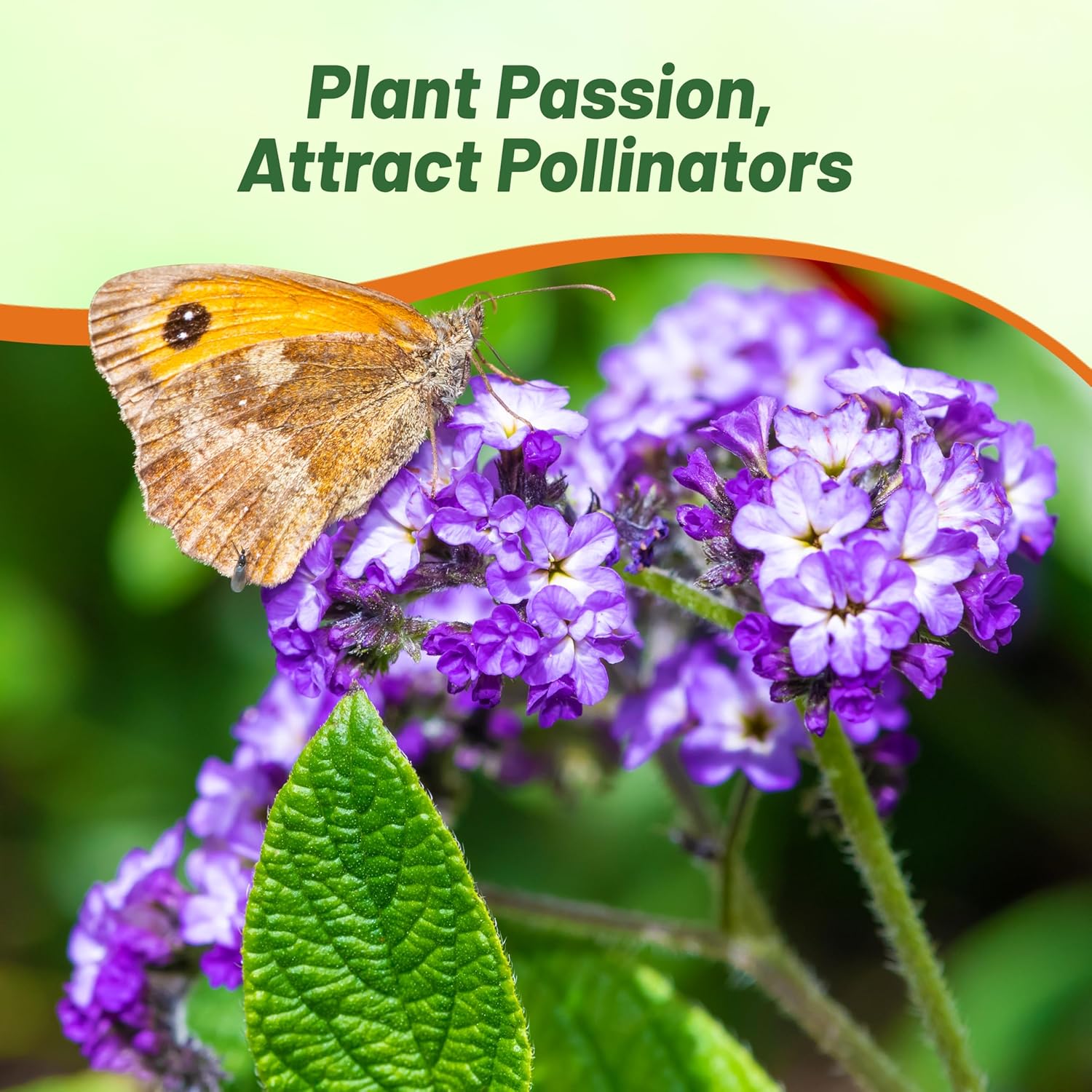 Common Heliotrope Turnsole Plant