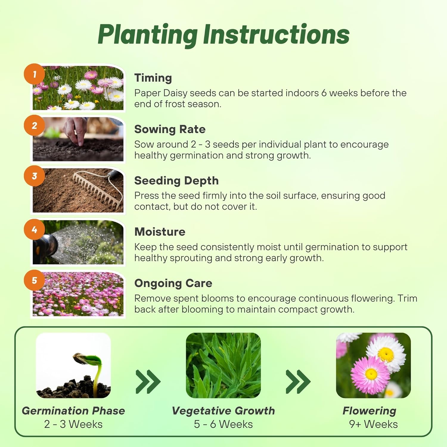 Helipterum Flower Planting Directions