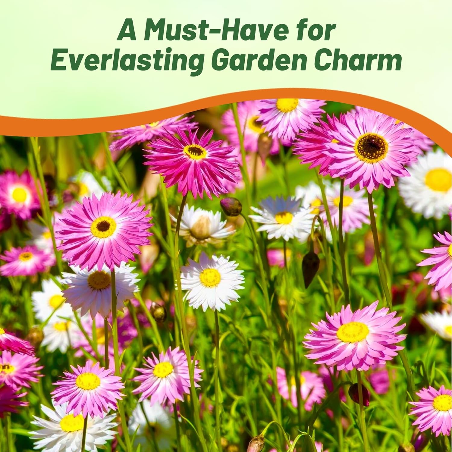 Helipterum Flower Seed Mix