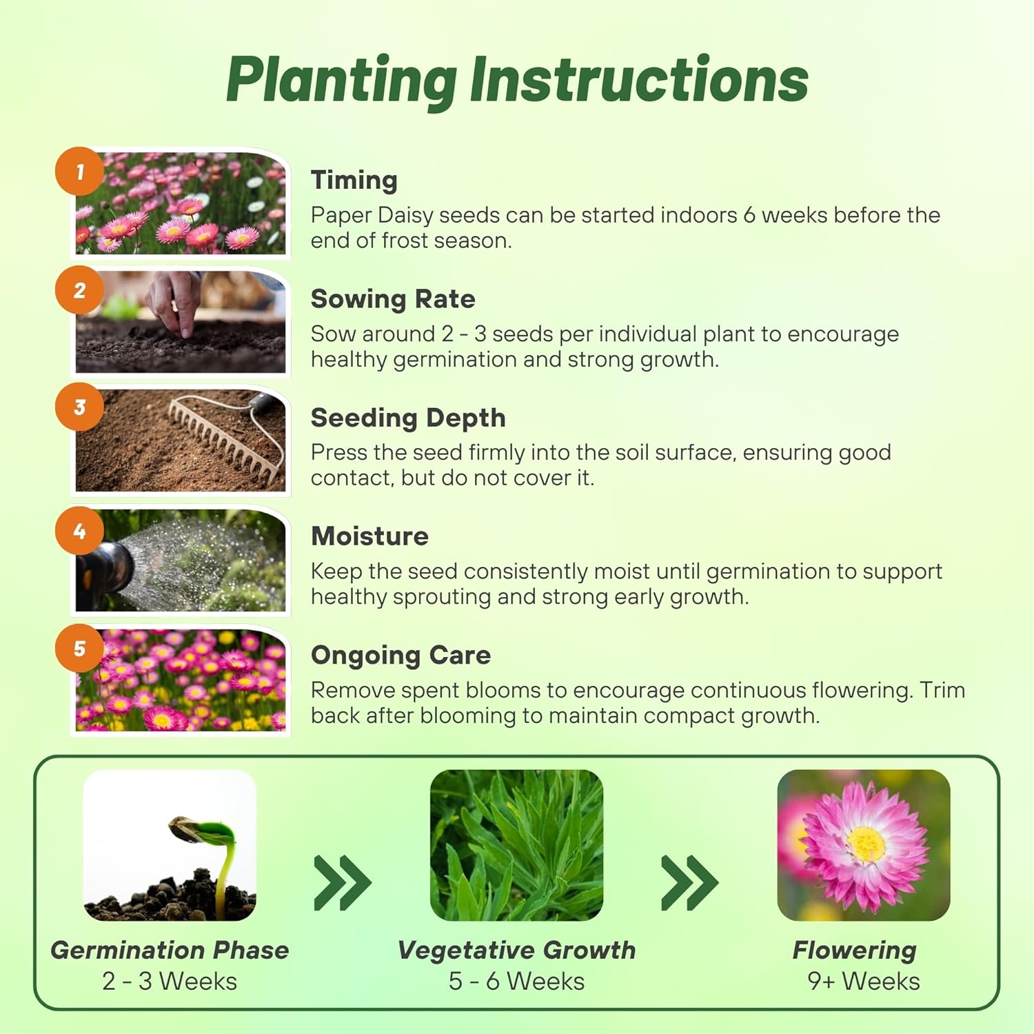 Helipterum Rose Flower Planting Directions