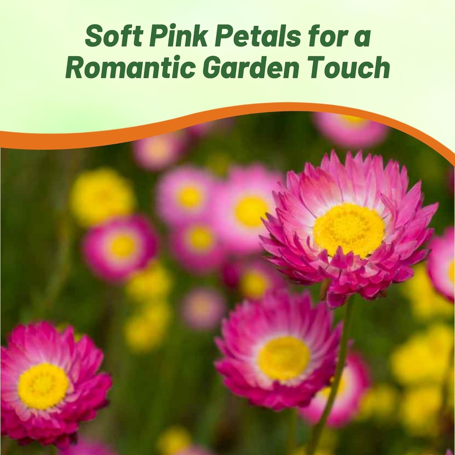 Helipterum Rose Flower Seeds