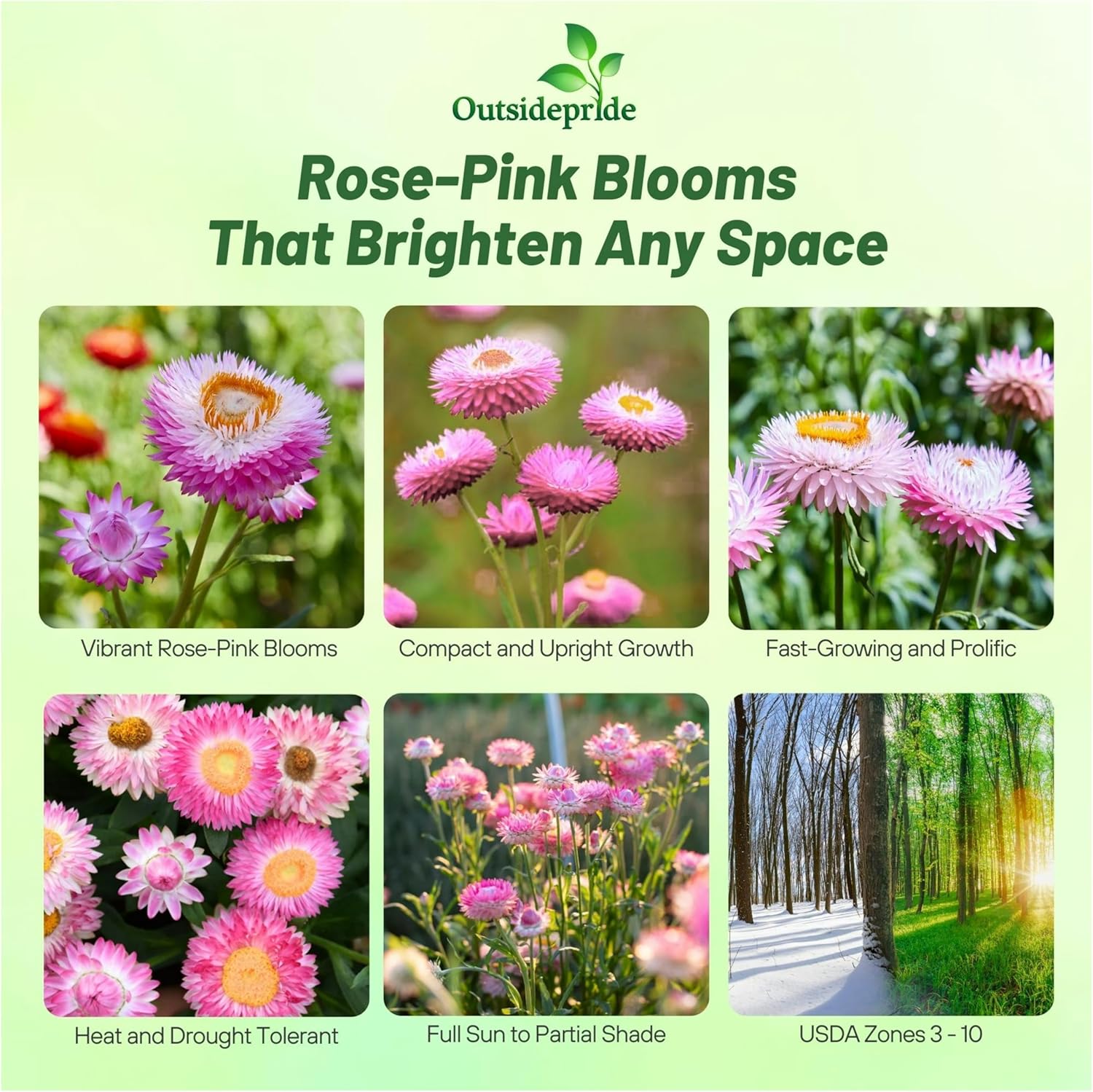 Strawflower Rose Flowers