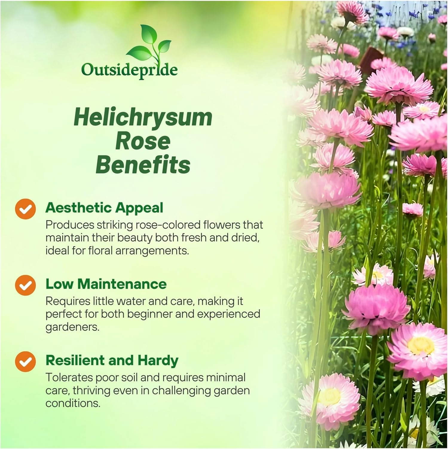 Perennial Helichrysum Rose Flowers