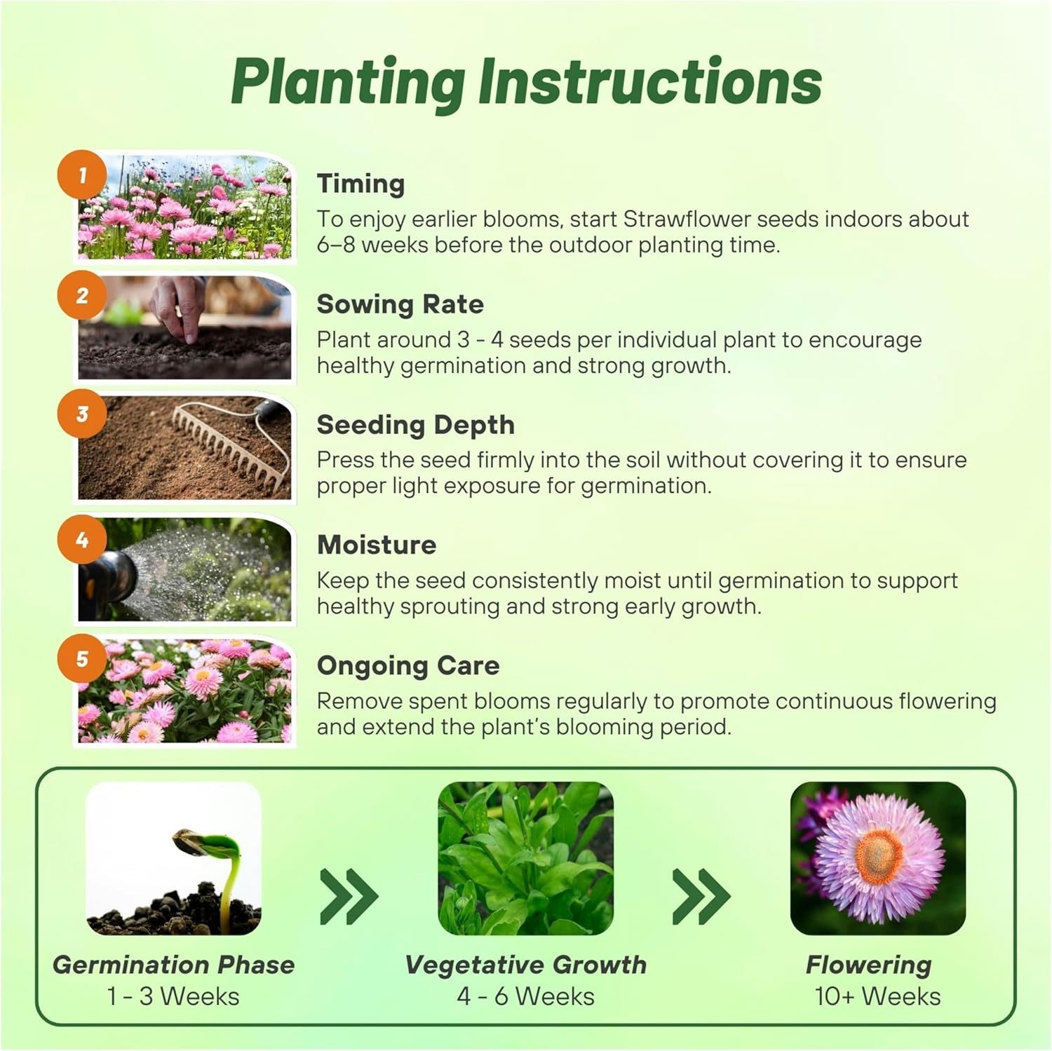 Helichrysum Rose Flower Planting Directions