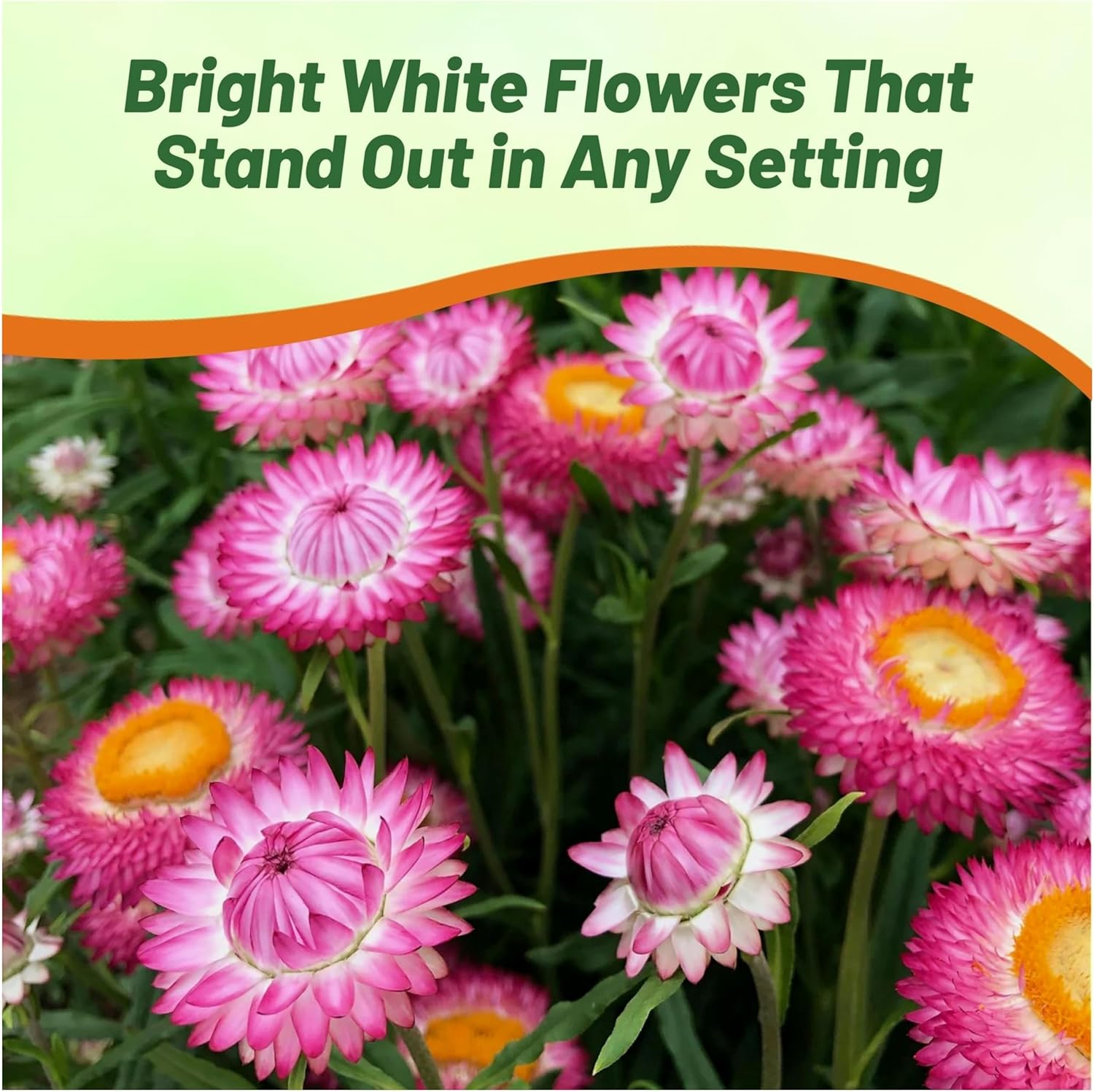 Helichrysum Rose Garden Flowers