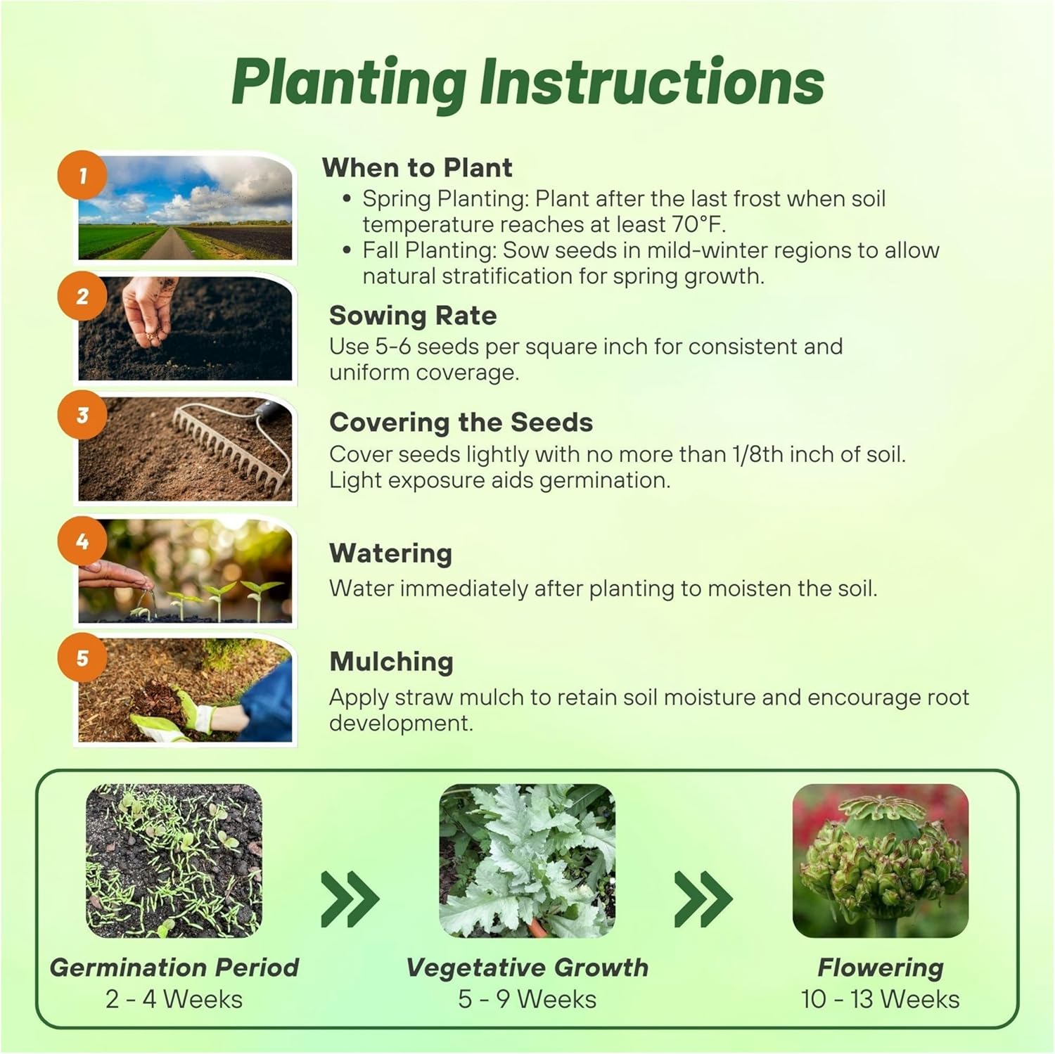 Papaver Somniferum Hen Chickens Directions