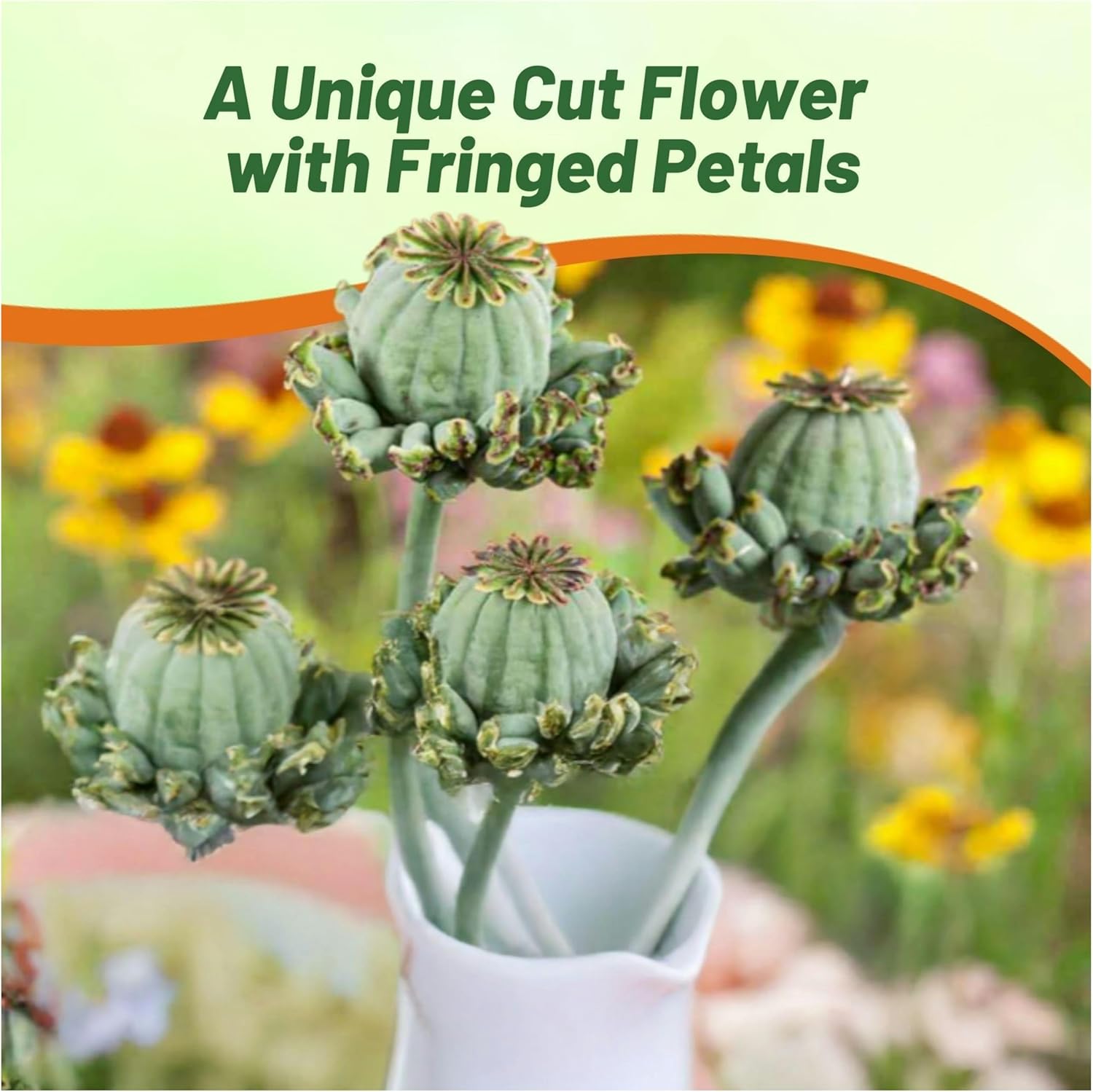 Papaver Somniferum Hen & Chicks