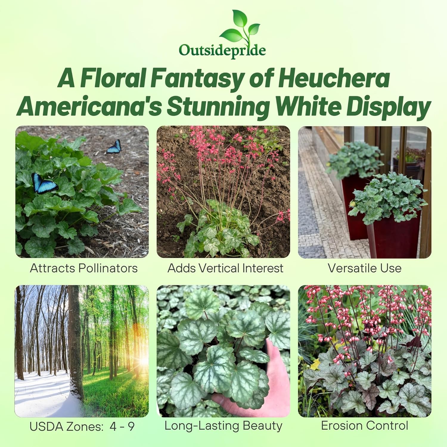 Heuchera Americana Dale's Strain