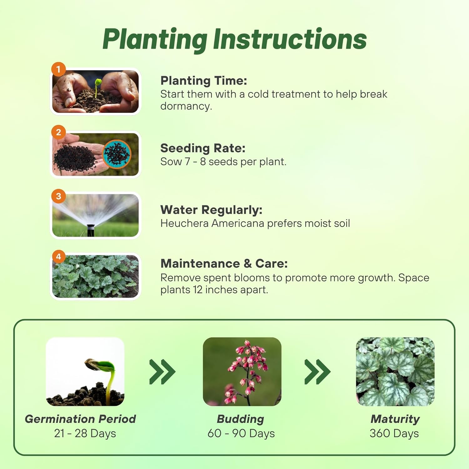 Heuchera Dale's Strain Flower Seed Planting Directions