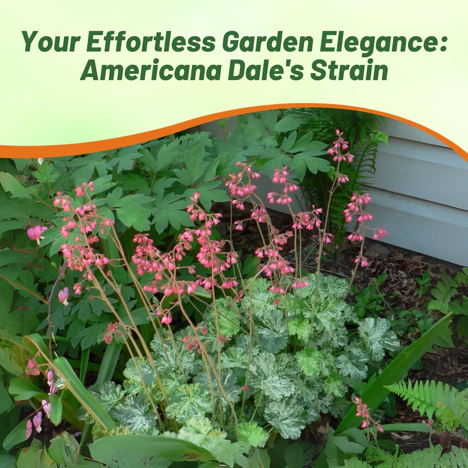 Heuchera Dale's Strain Foliage Plant