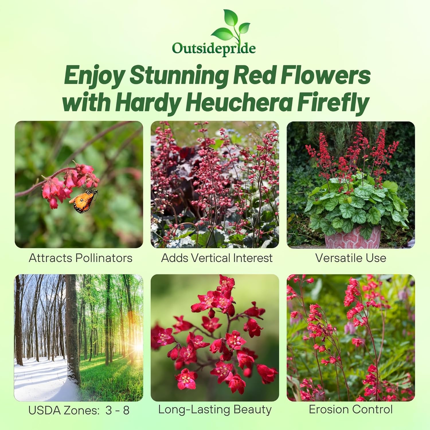 Heuchera Sanguinea Firefly