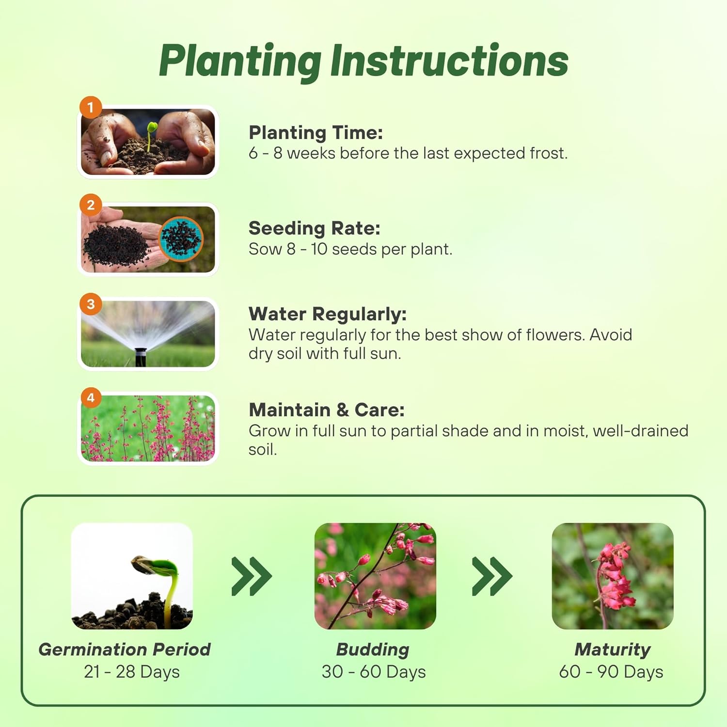 Heuchera Firefly Flower Seed Planting Directions