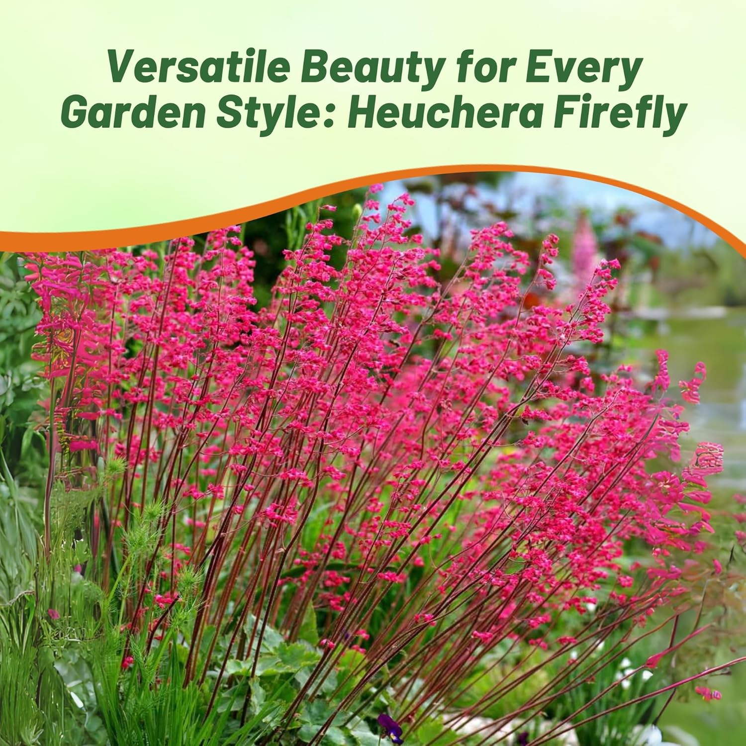 Heuchera Firefly Foliage Plant