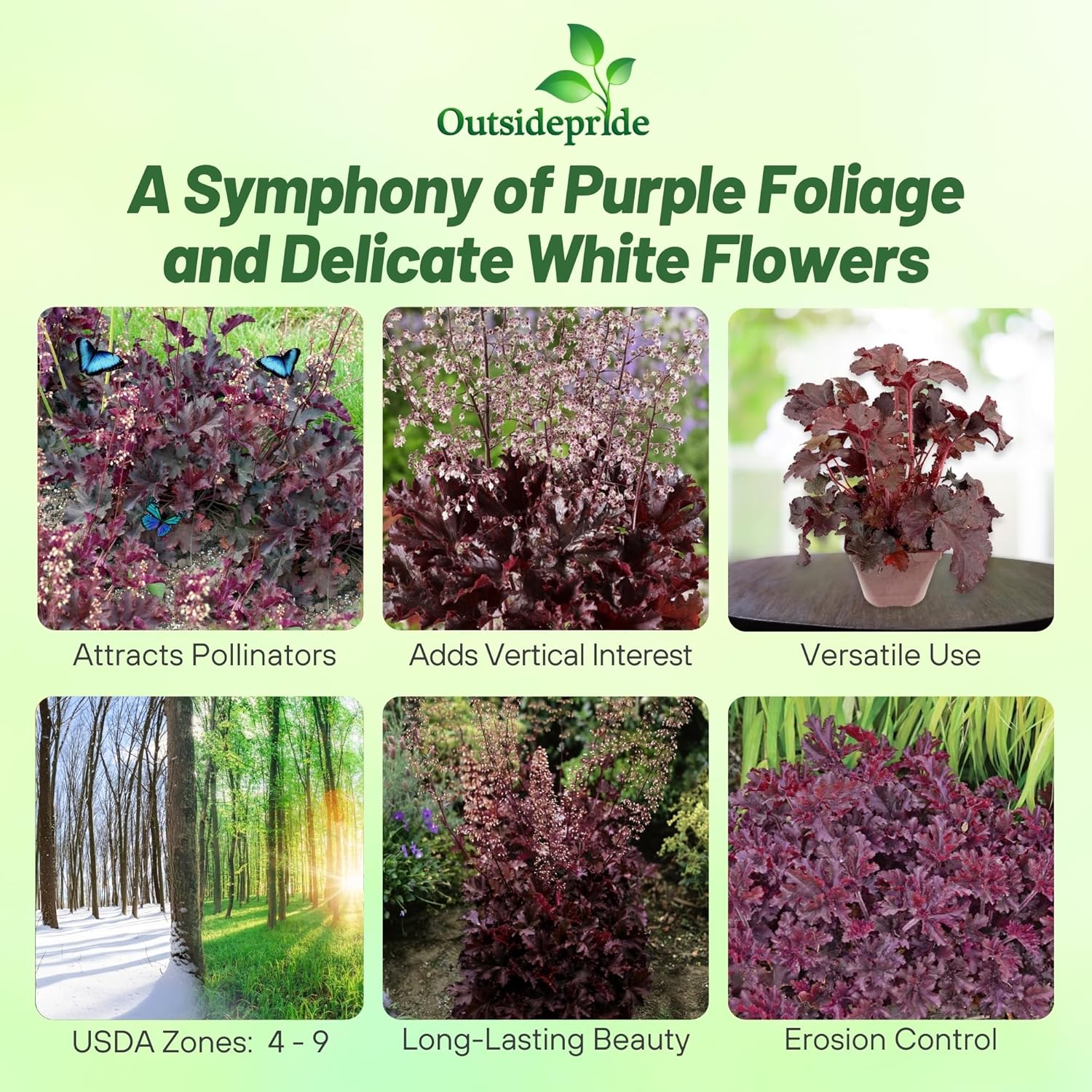Heuchera Micrantha Melting Fire