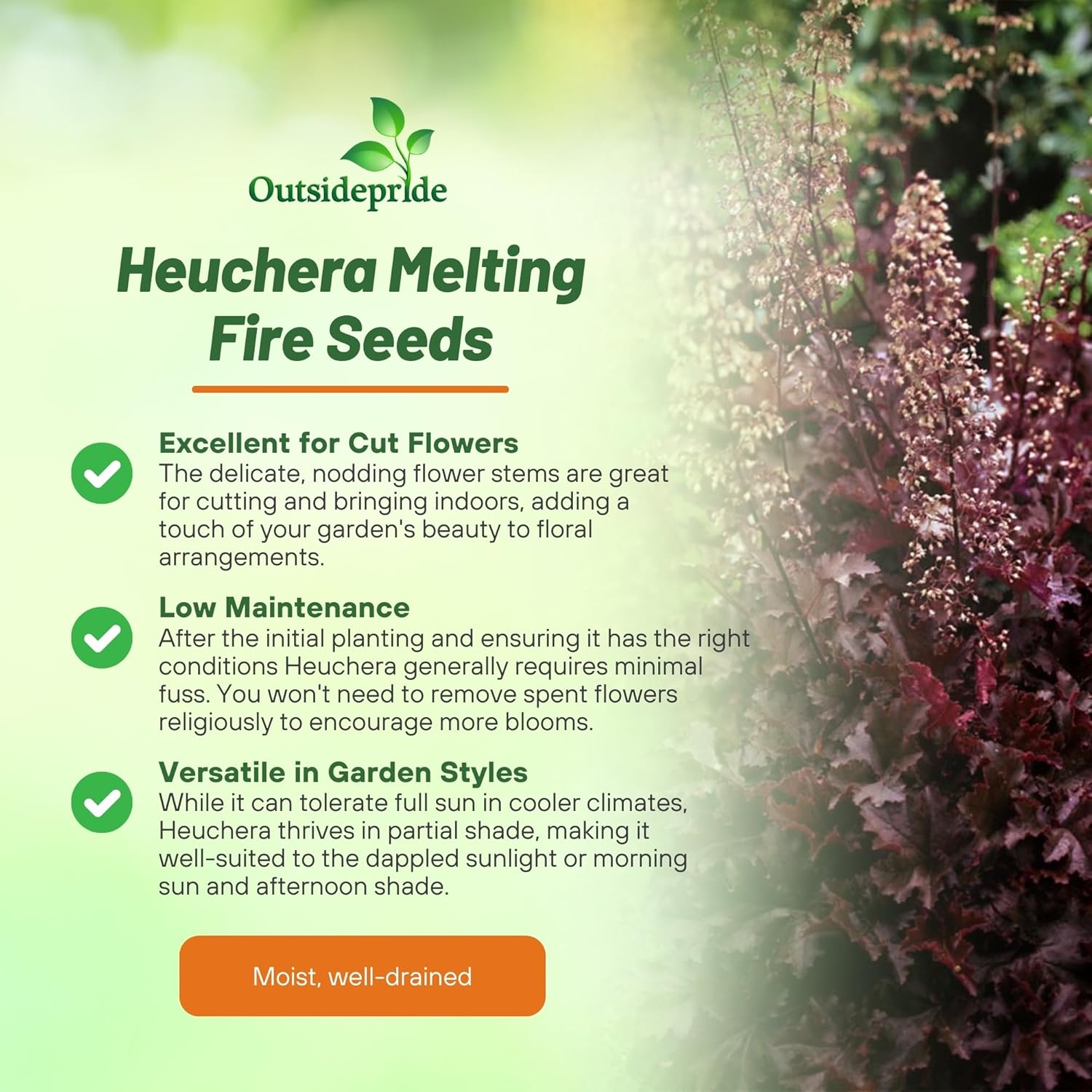 Coral Bells Melting Fire Plants