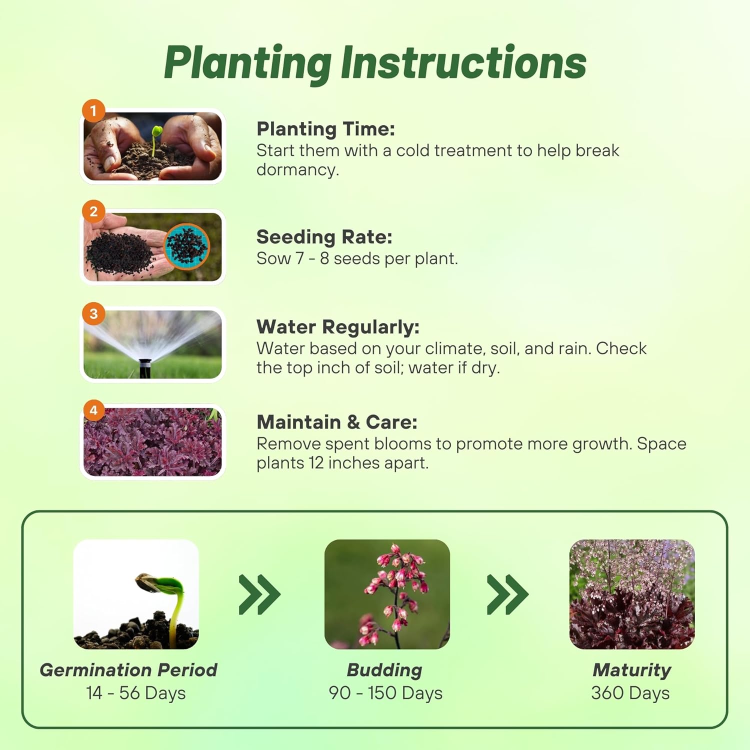 Heuchera Melting Fire Flower Seed Planting Directions