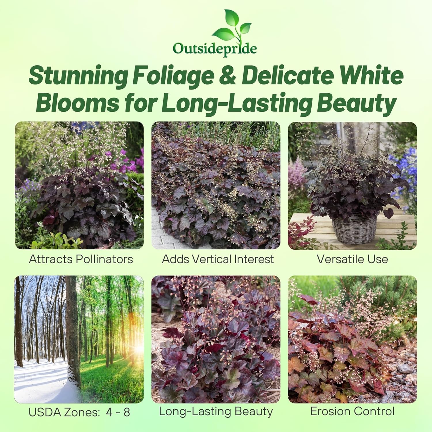 Heuchera Micrantha Palace Purple